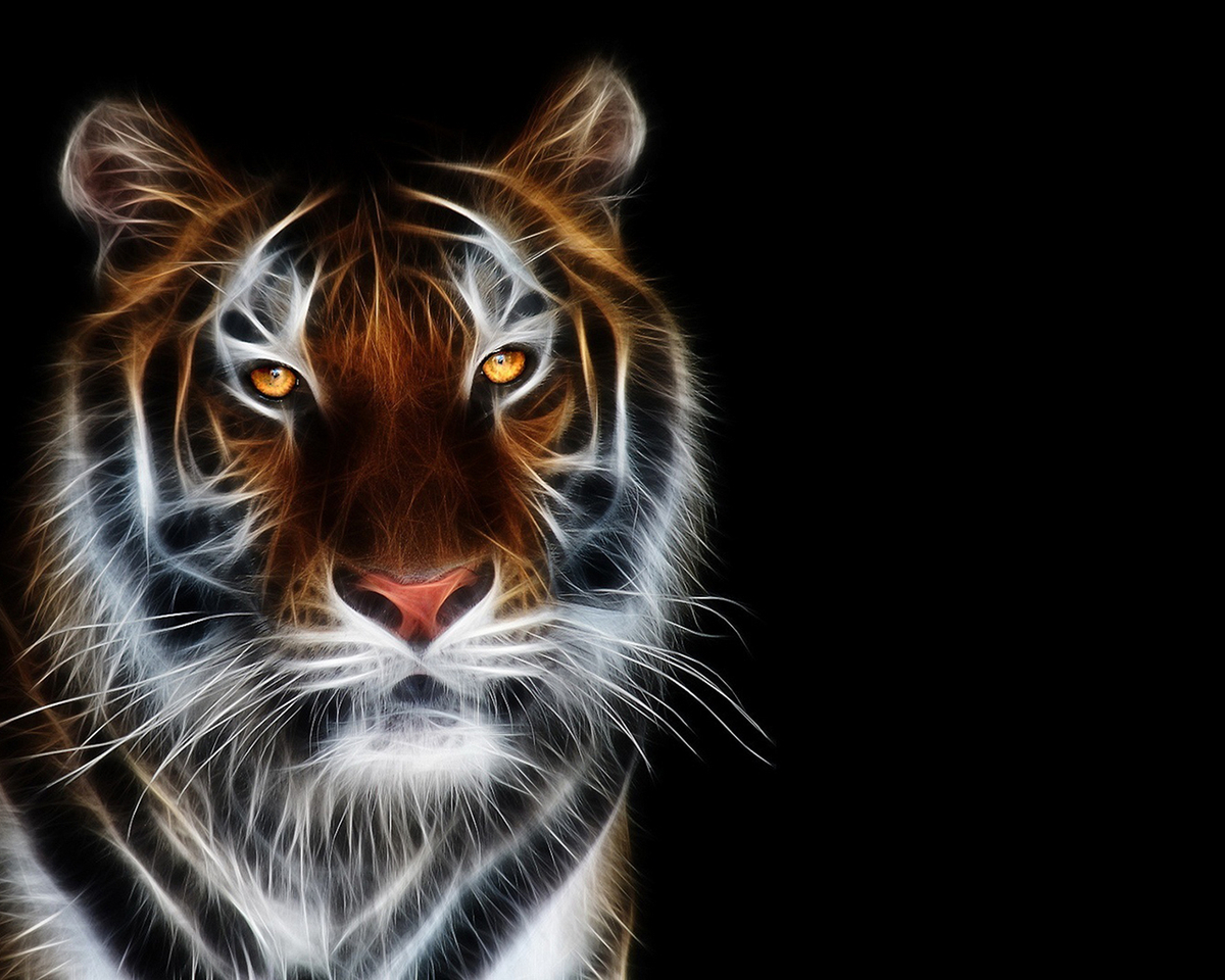 40758 baixar papel de parede tigres, animais - protetores de tela e imagens gratuitamente