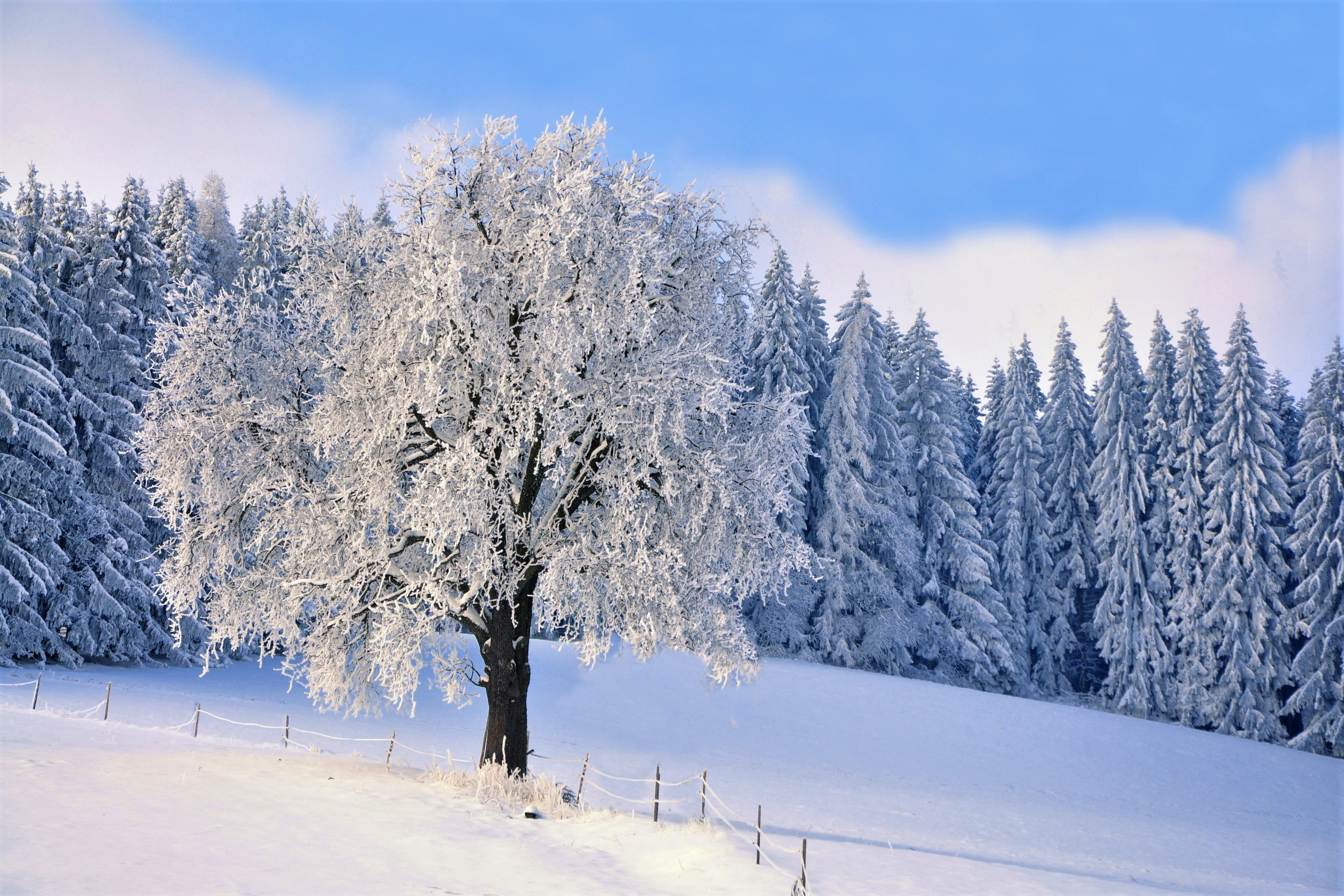 Download mobile wallpaper Winter, Snow, Forest, Tree, Earth for free.