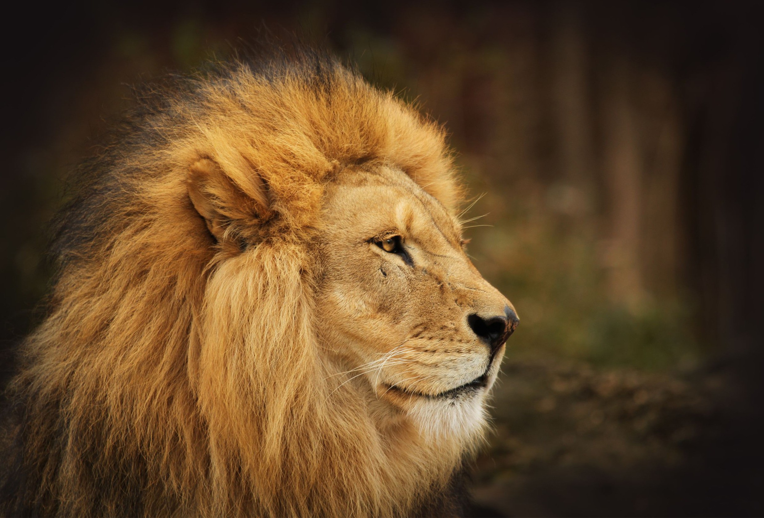 Téléchargez des papiers peints mobile Animaux, Chats, Lion gratuitement.