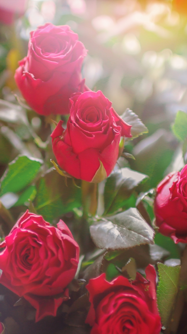 Descarga gratuita de fondo de pantalla para móvil de Naturaleza, Flores, Rosa, Flor, Rosa Roja, Flor Roja, Tierra/naturaleza.