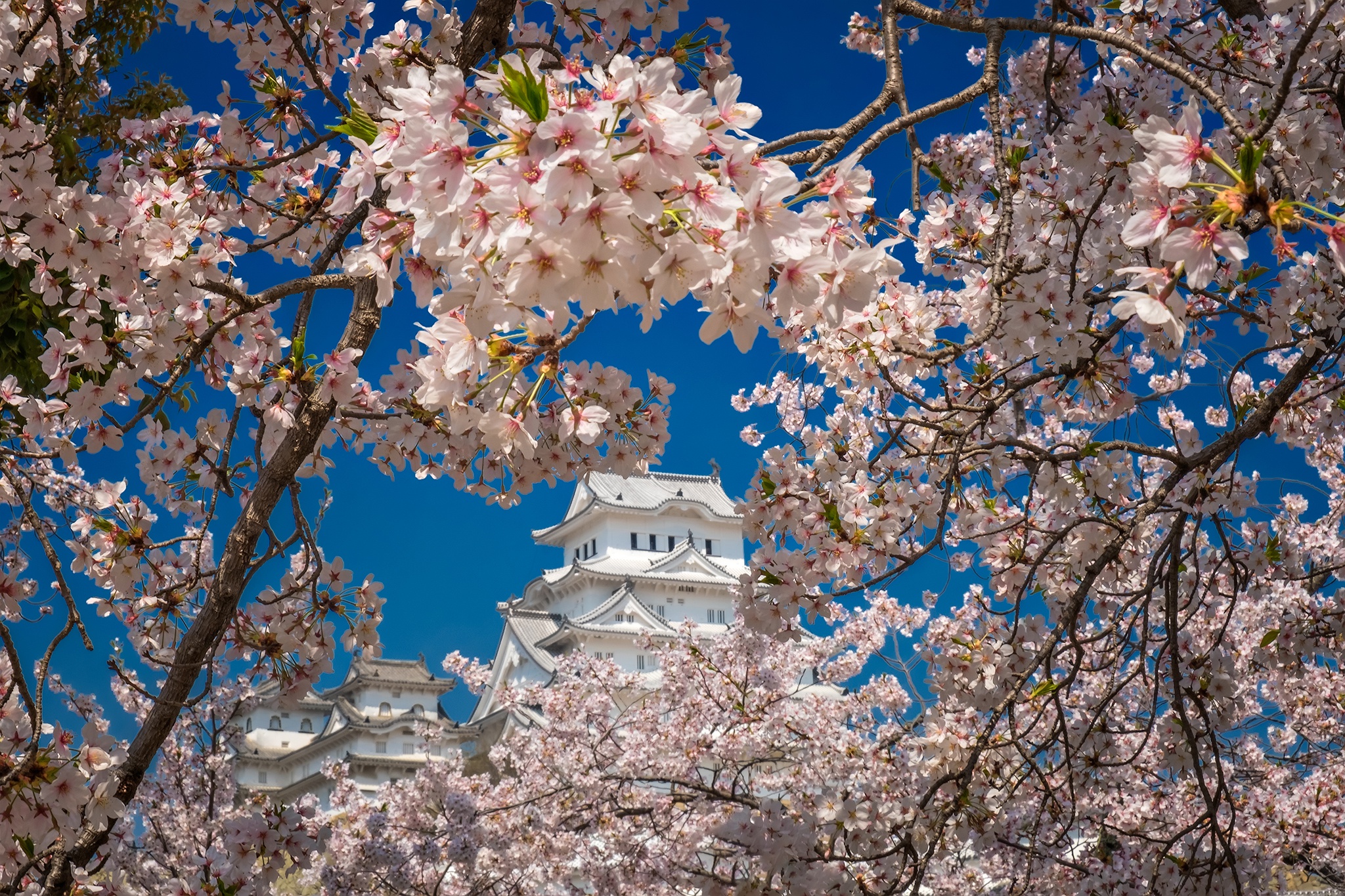1509965 télécharger le fond d'écran construction humaine, château de himeji, japon, sakura - économiseurs d'écran et images gratuitement