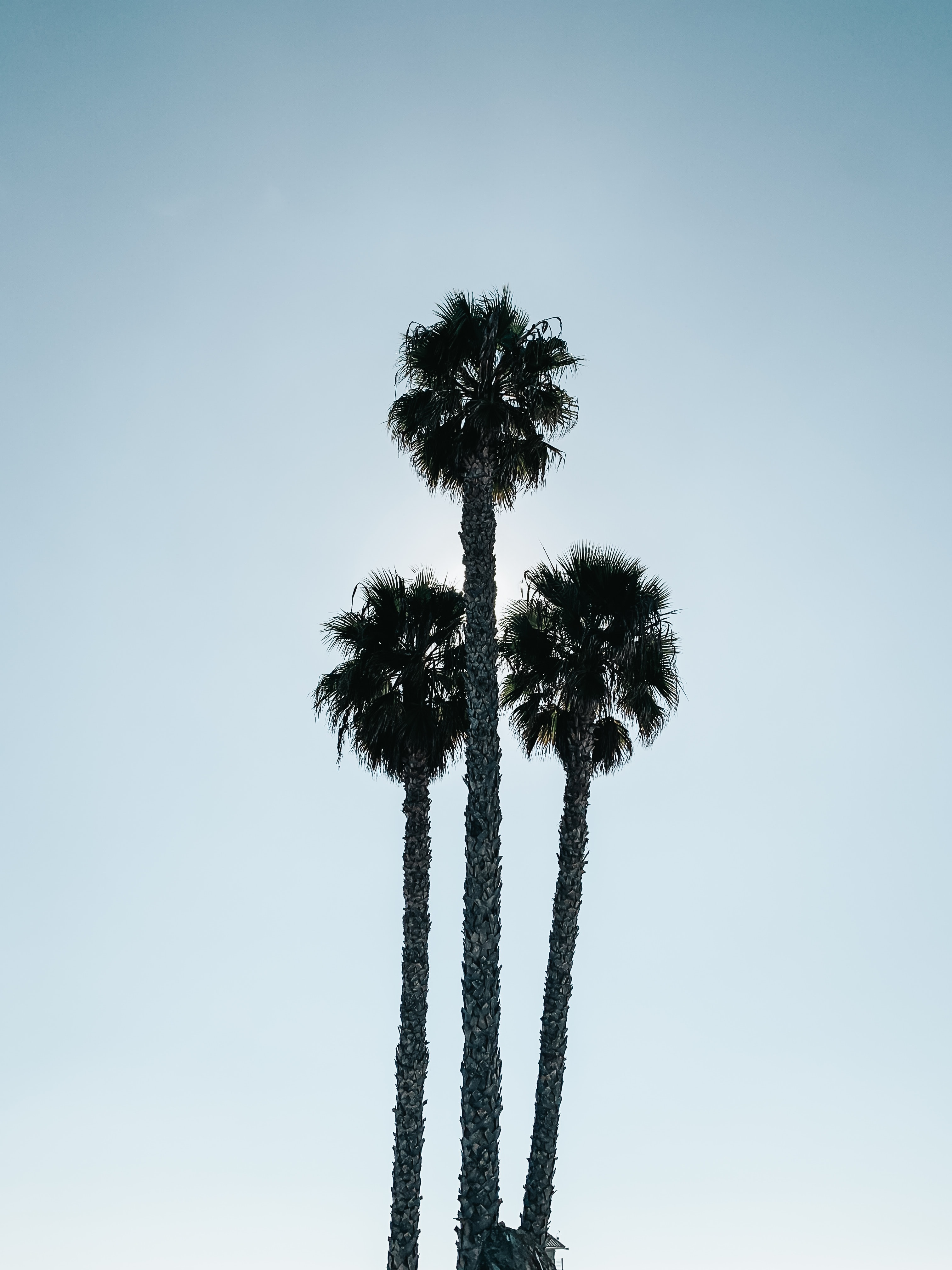 Download mobile wallpaper Branches, Branch, Sky, Nature, Palms, Leaves for free.