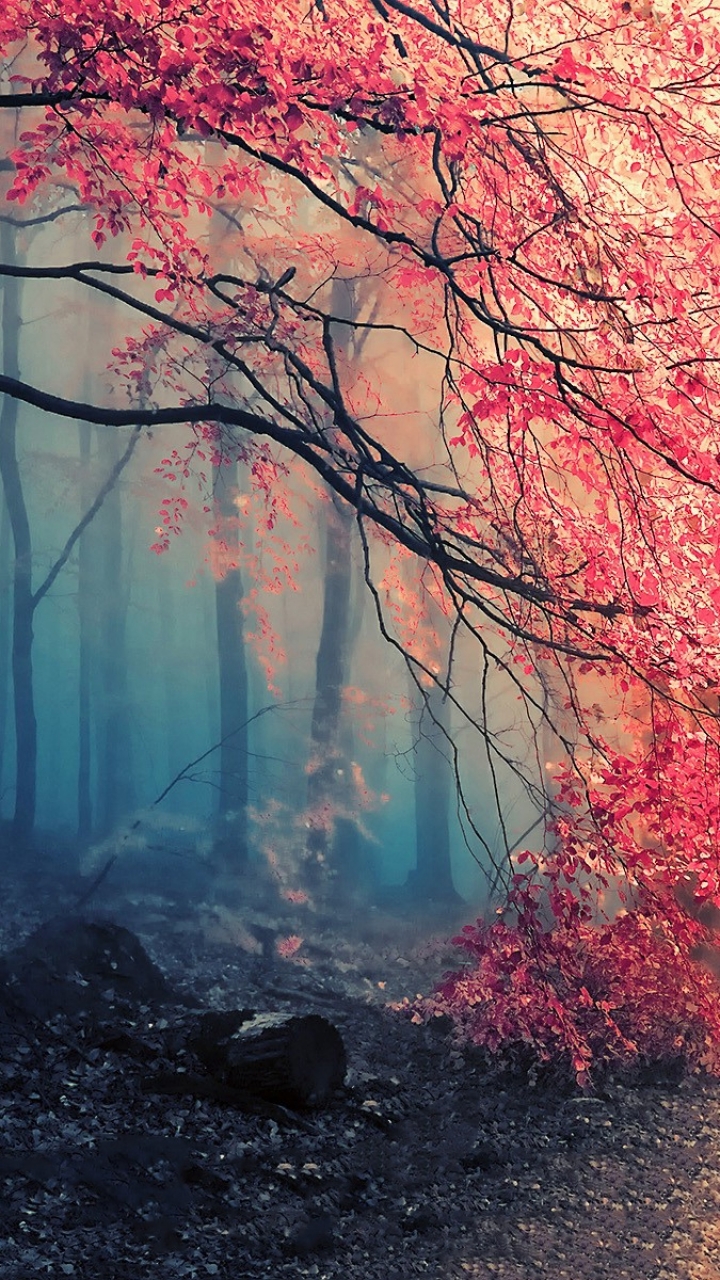 Download mobile wallpaper Forest, Fog, Fall, Earth, Path for free.
