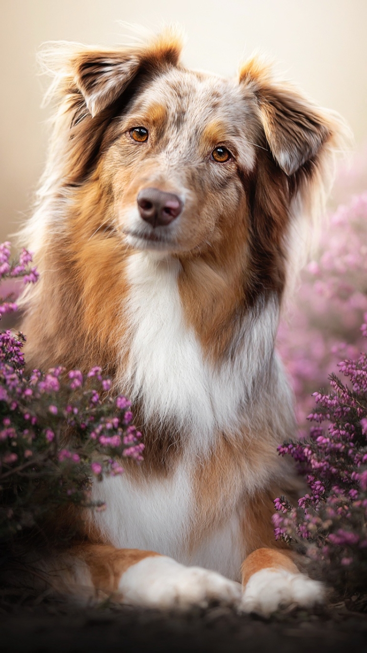 無料モバイル壁紙動物, 犬, ラベンダー, ピンクの花, オーストラリアン シェパードをダウンロードします。