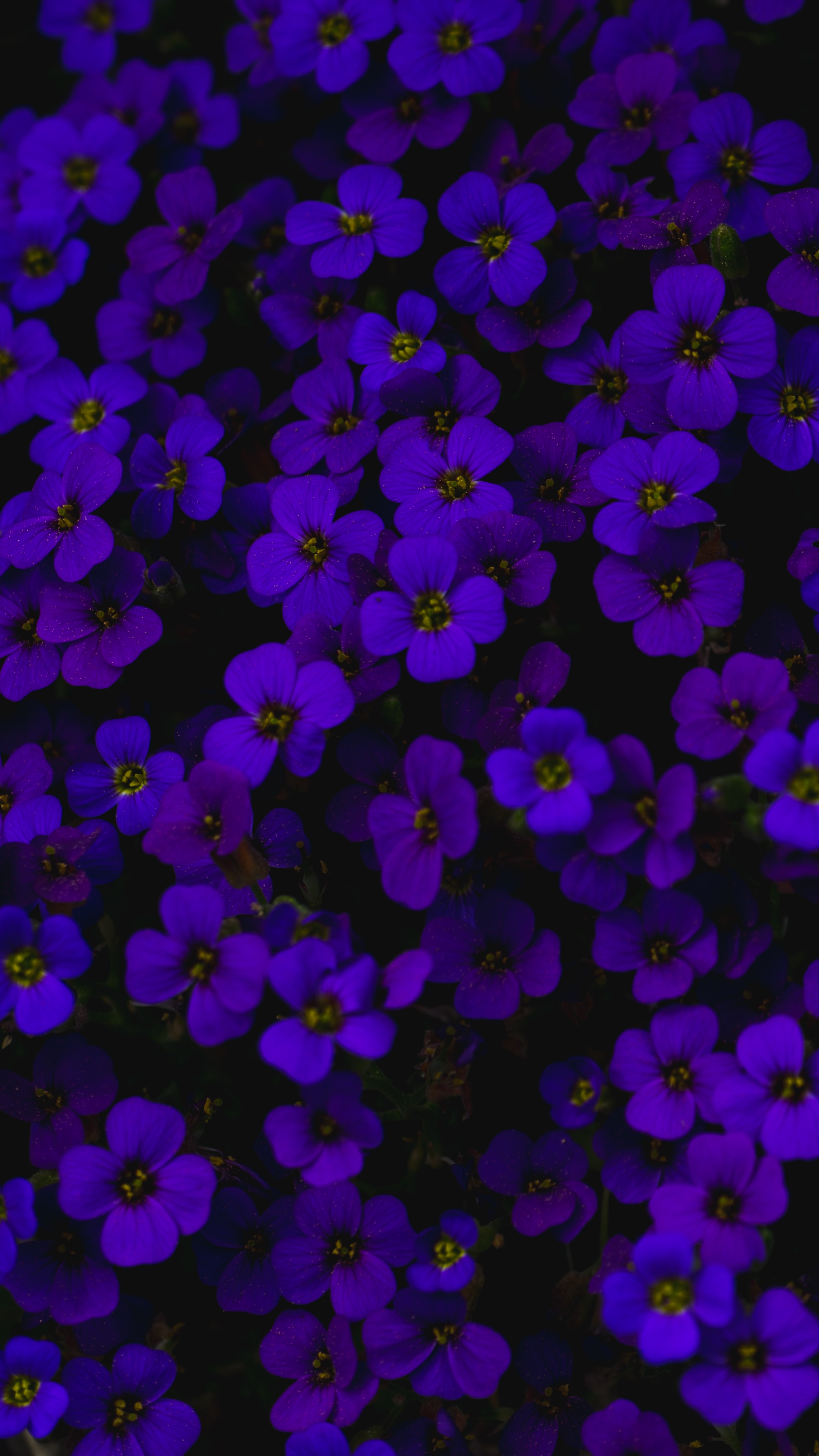 108815 скачать картинку фиолетовый, цветы, темный, обриета - обои и заставки бесплатно