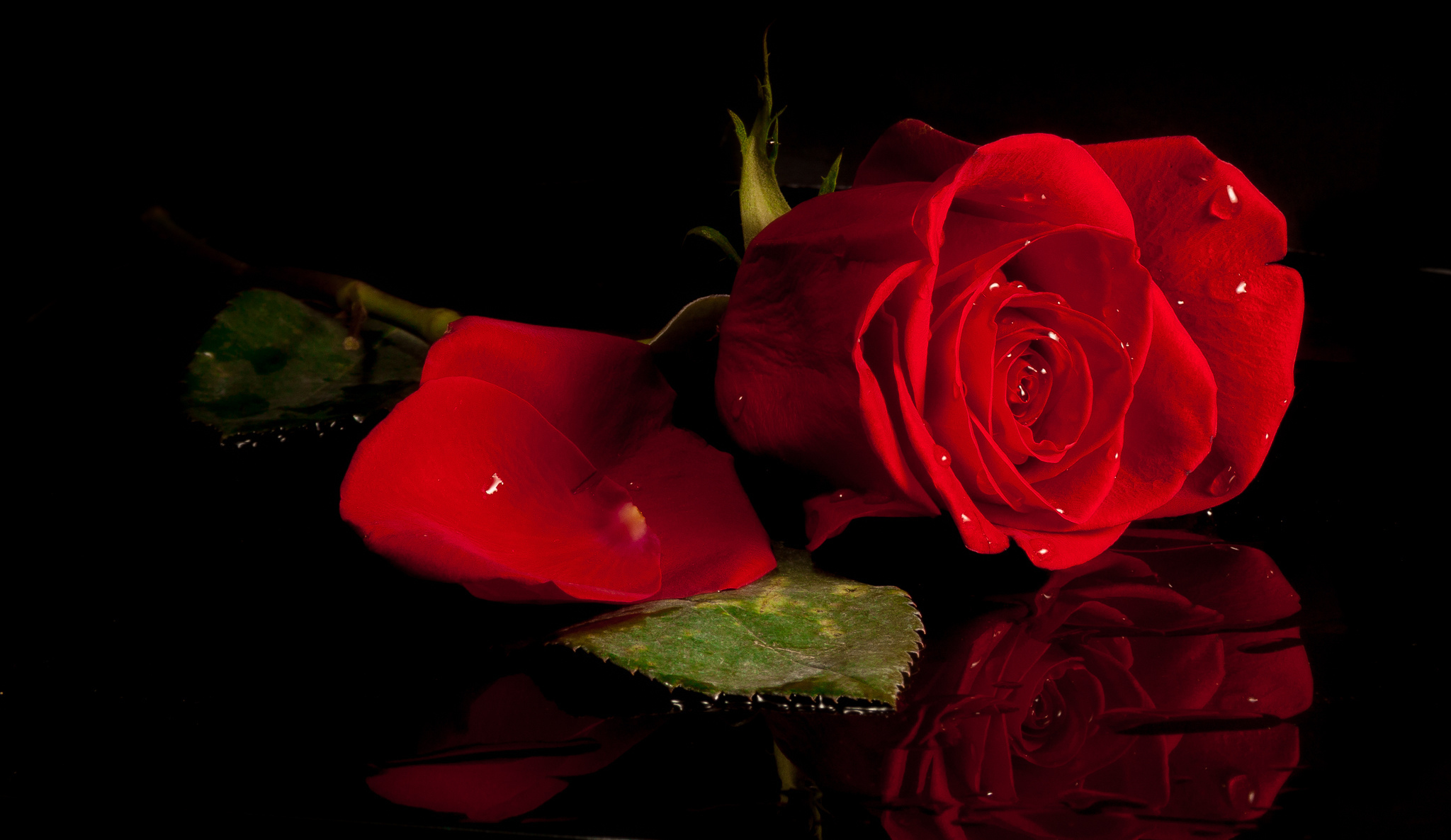 Скачати мобільні шпалери Квітка, Роза, Земля, Червона Троянда, Червона Квітка, Рефлексія, Флауерзи безкоштовно.
