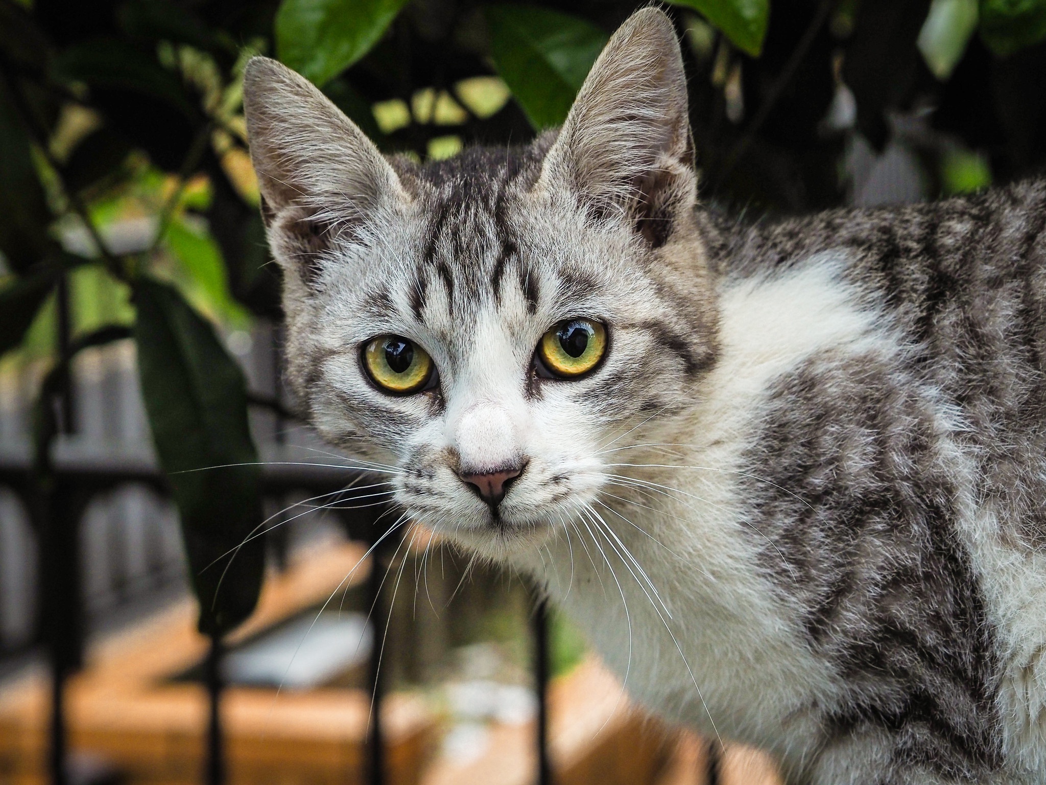 PCデスクトップに動物, ネコ, 猫画像を無料でダウンロード