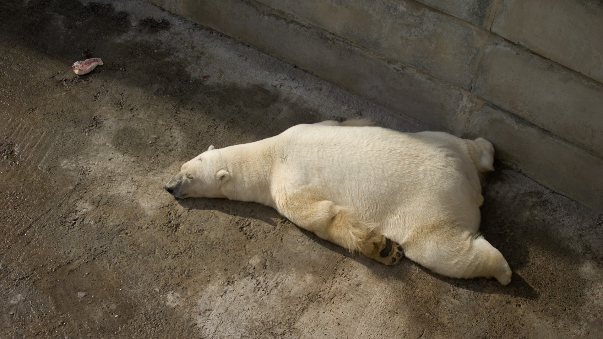 Laden Sie das Tiere, Eisbär-Bild kostenlos auf Ihren PC-Desktop herunter