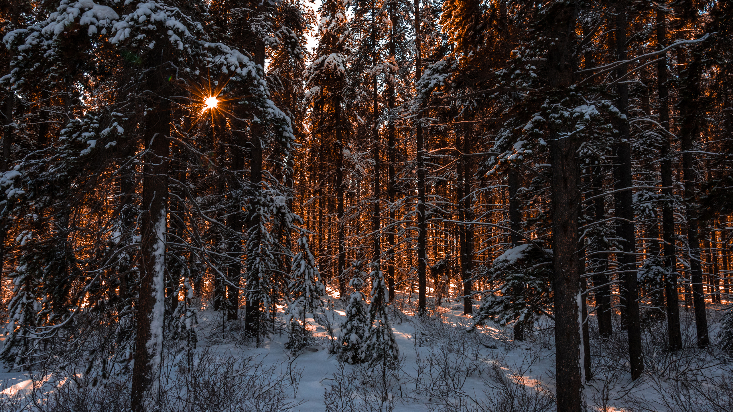 Download mobile wallpaper Winter, Sunset, Sun, Snow, Forest, Tree, Earth for free.