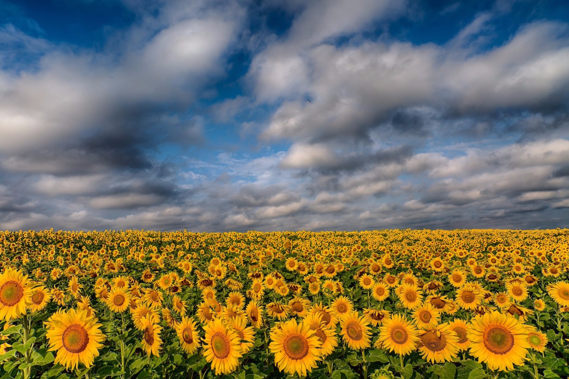 Download mobile wallpaper Flowers, Summer, Horizon, Earth, Field, Cloud, Sunflower, Yellow Flower for free.