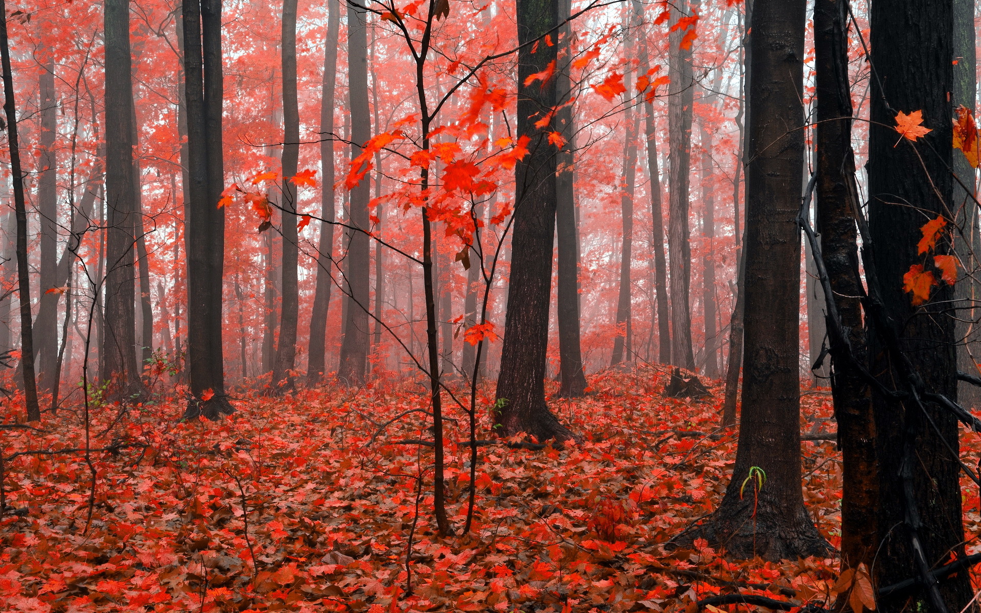 Descarga gratuita de fondo de pantalla para móvil de Bosque, Tierra/naturaleza.