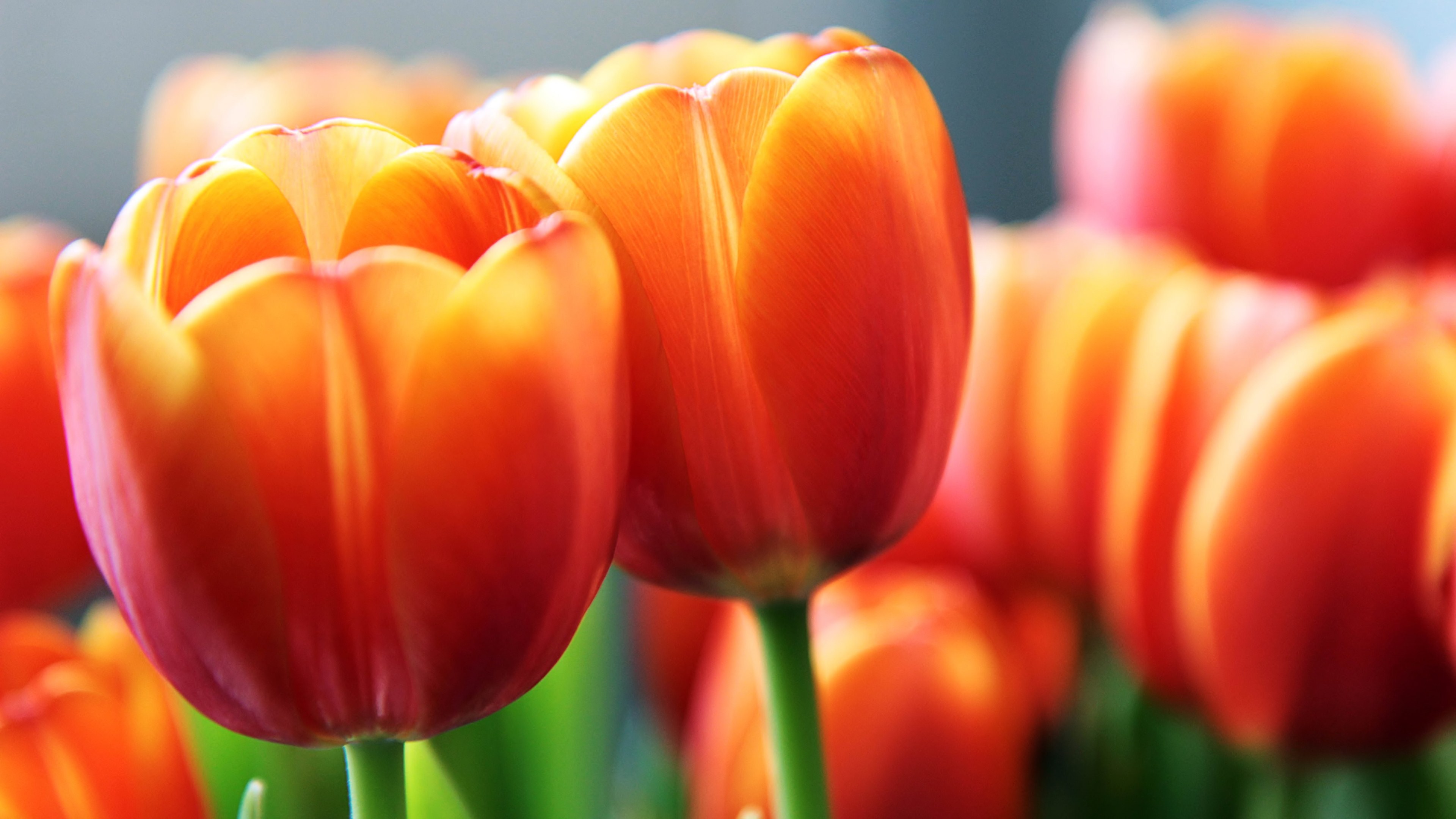 Free download wallpaper Flowers, Earth, Tulip on your PC desktop