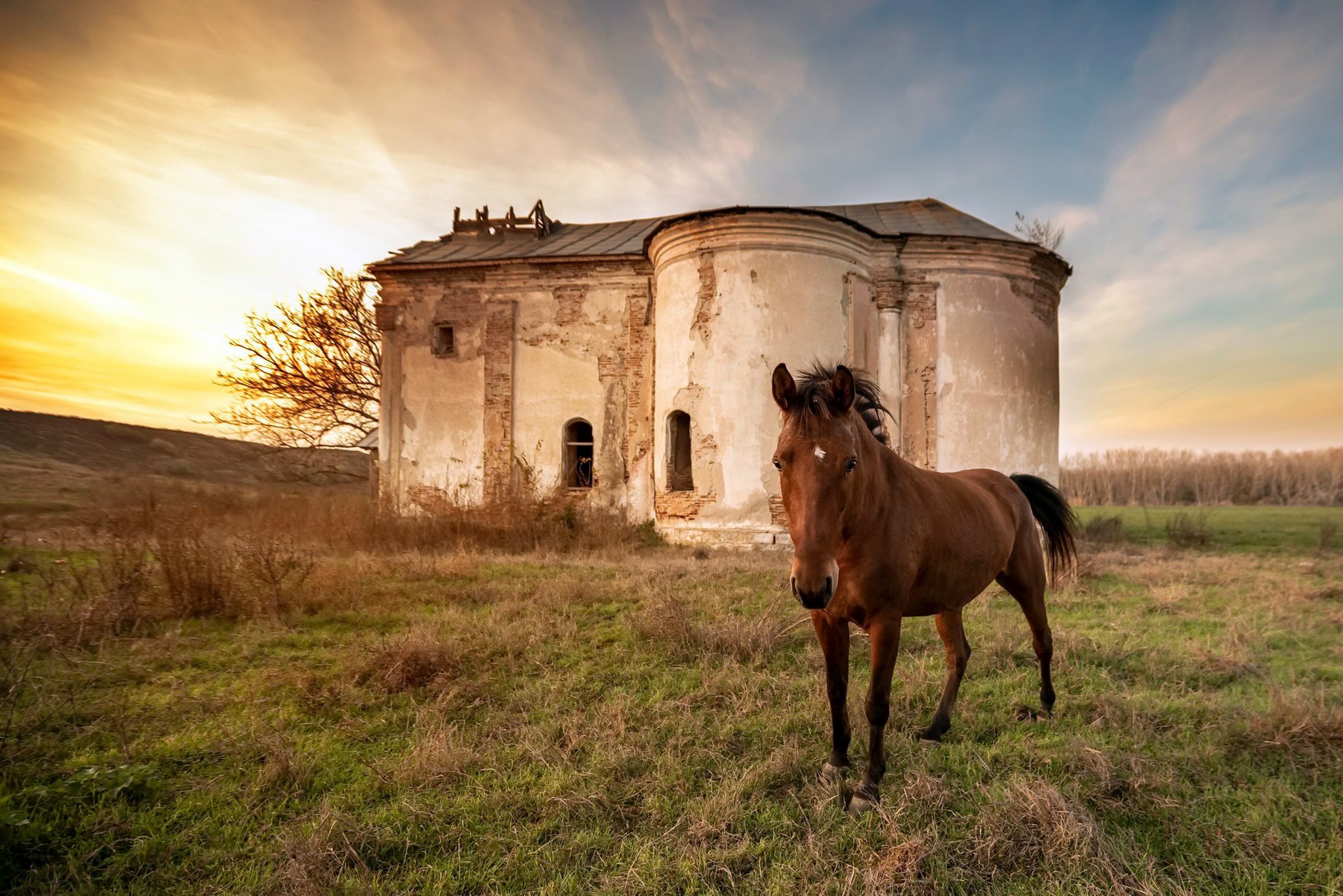 Baixe gratuitamente a imagem Animais, Cavalo na área de trabalho do seu PC