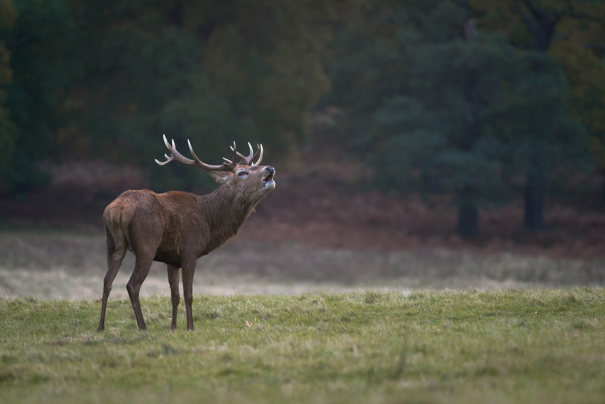 Free download wallpaper Animal, Deer on your PC desktop