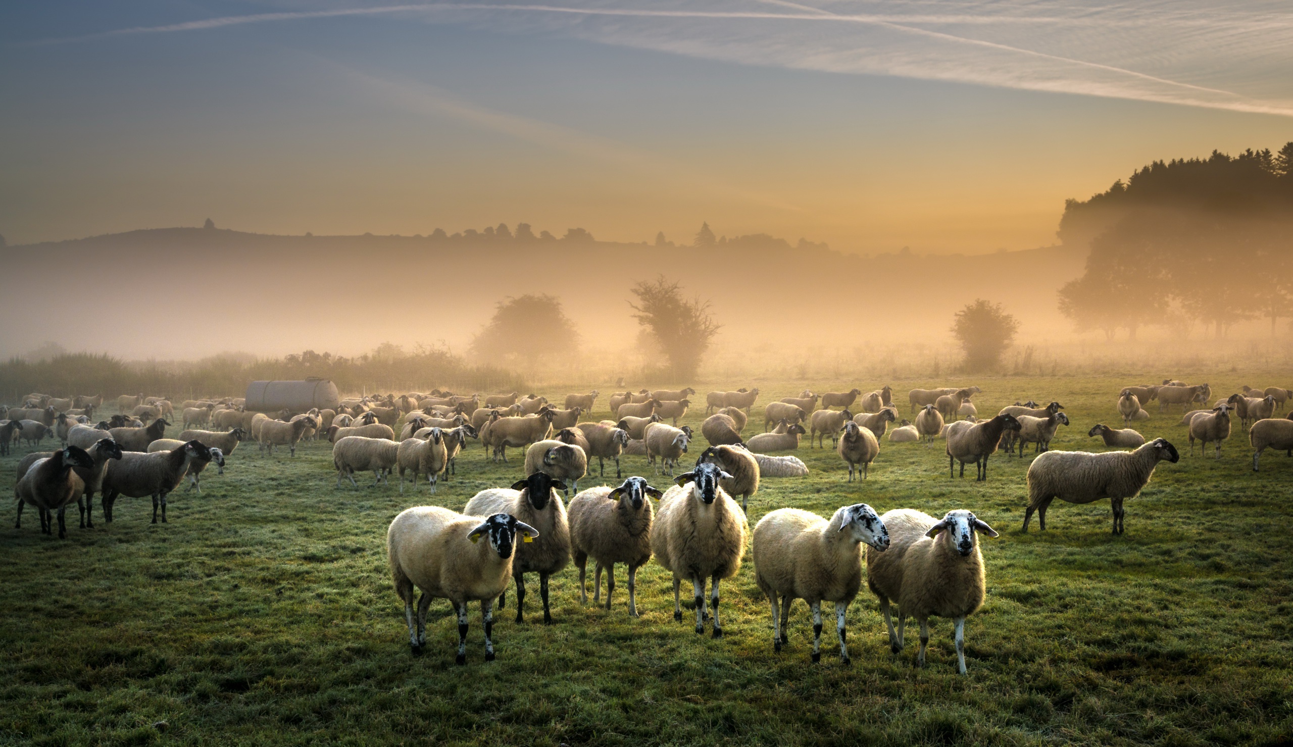 Laden Sie das Tiere, Nebel, Schaf-Bild kostenlos auf Ihren PC-Desktop herunter