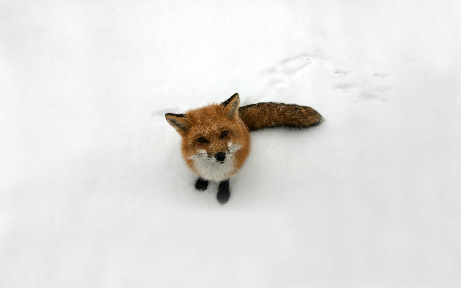 43499 завантажити картинку тварини, зима, сніг, лисиці, сірий - шпалери і заставки безкоштовно