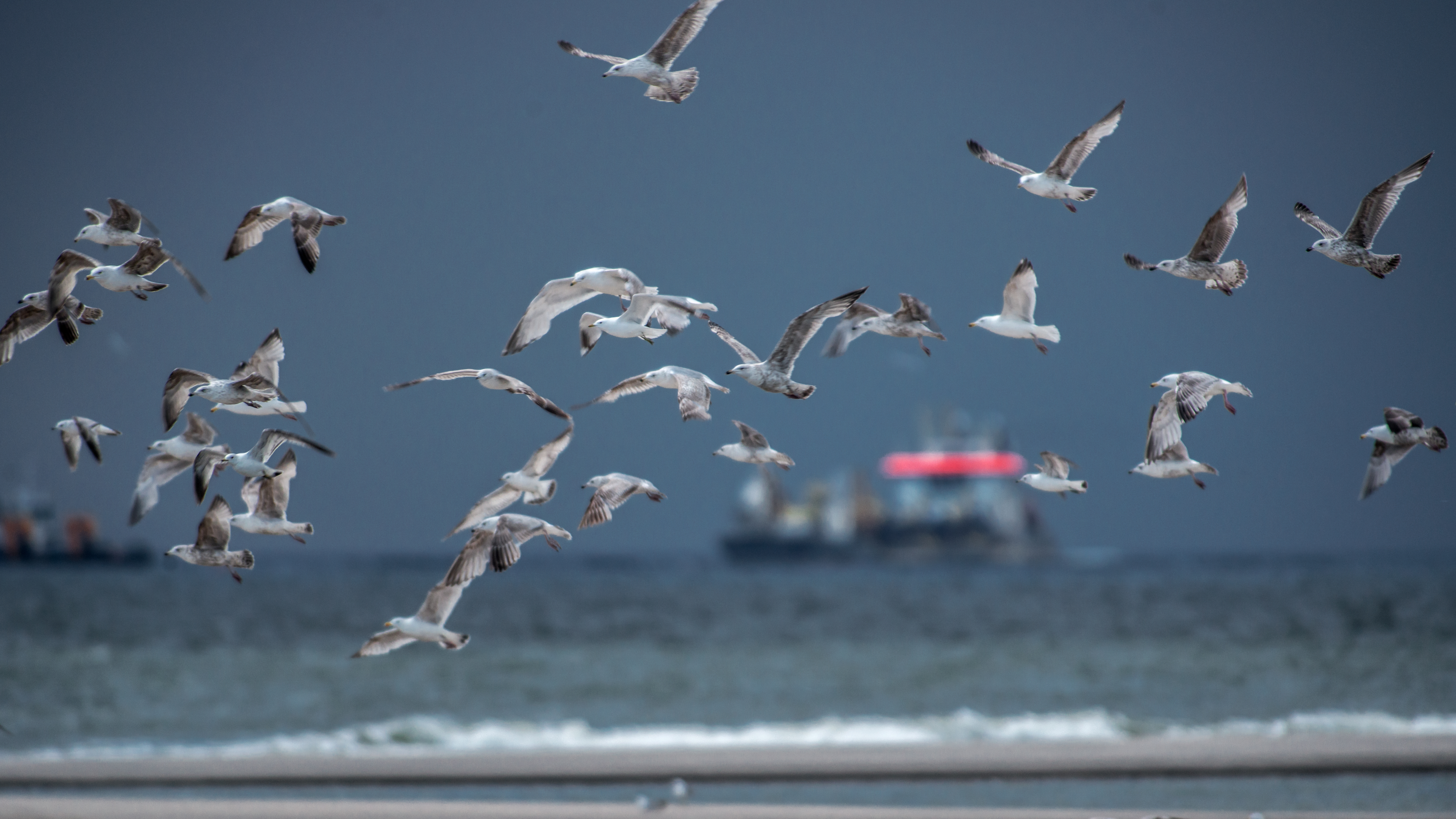 1523366 скачать картинку животные, чайка, птицы, побережье, полет, роттердам, море - обои и заставки бесплатно