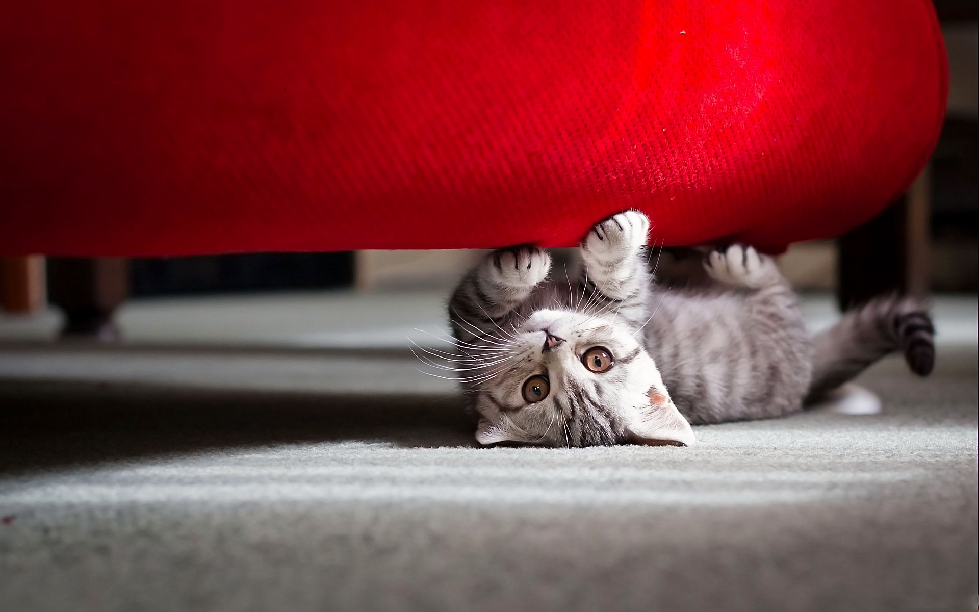 Téléchargez gratuitement l'image Animaux, Chat sur le bureau de votre PC