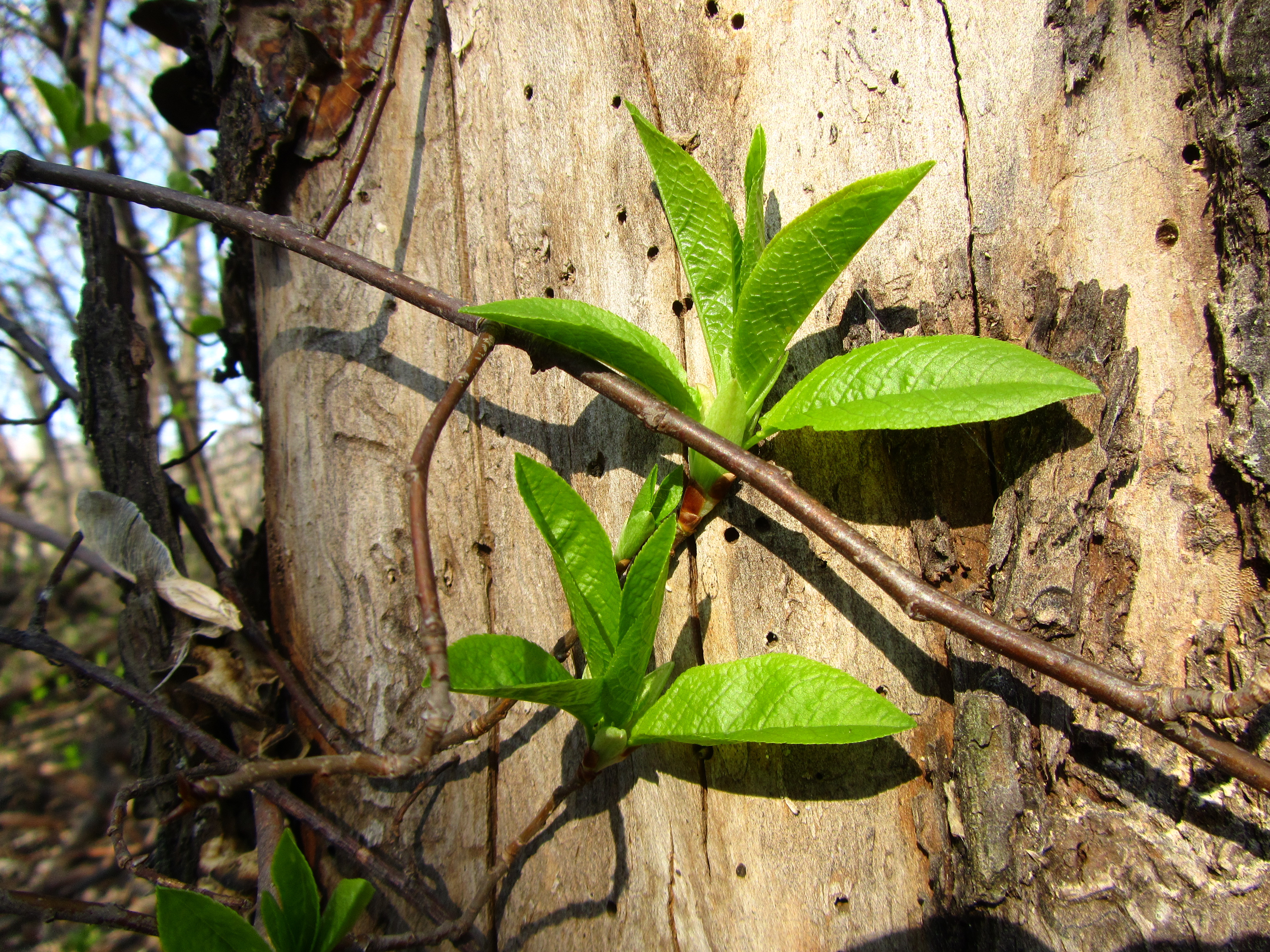 Free download wallpaper Branch, Earth on your PC desktop