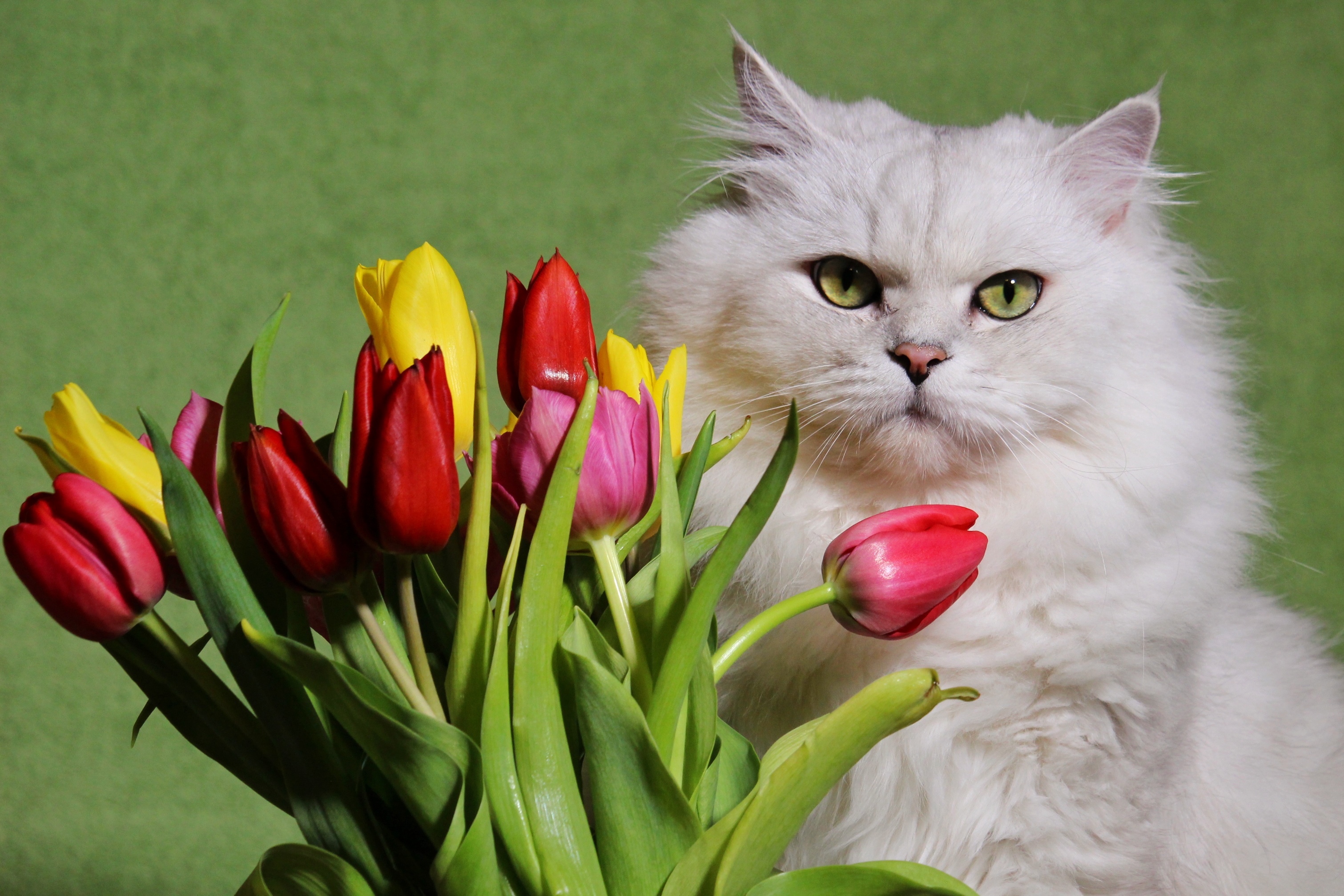 Download mobile wallpaper Cats, Flower, Cat, Animal, Tulip for free.