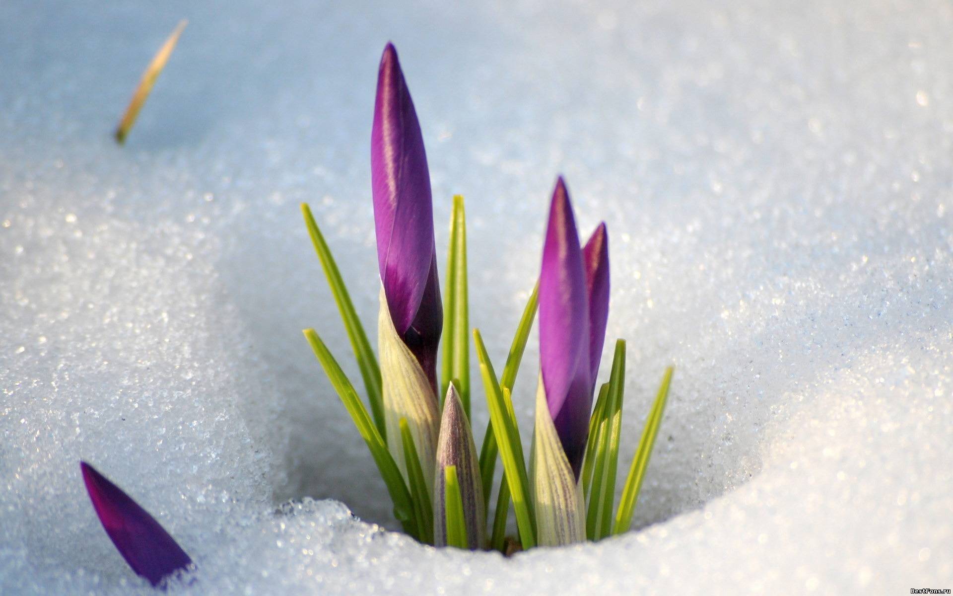 Скачать обои бесплатно Снег, Цветы, Растения, Зима картинка на рабочий стол ПК