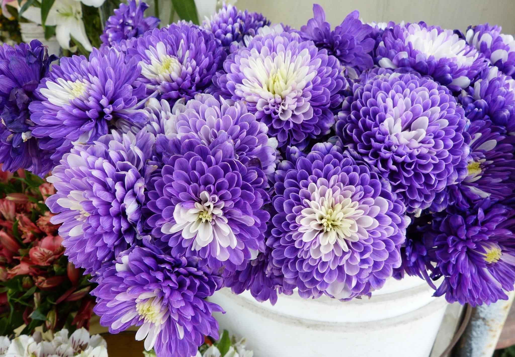 flowers, chrysanthemum, lot, bicolor, two colored