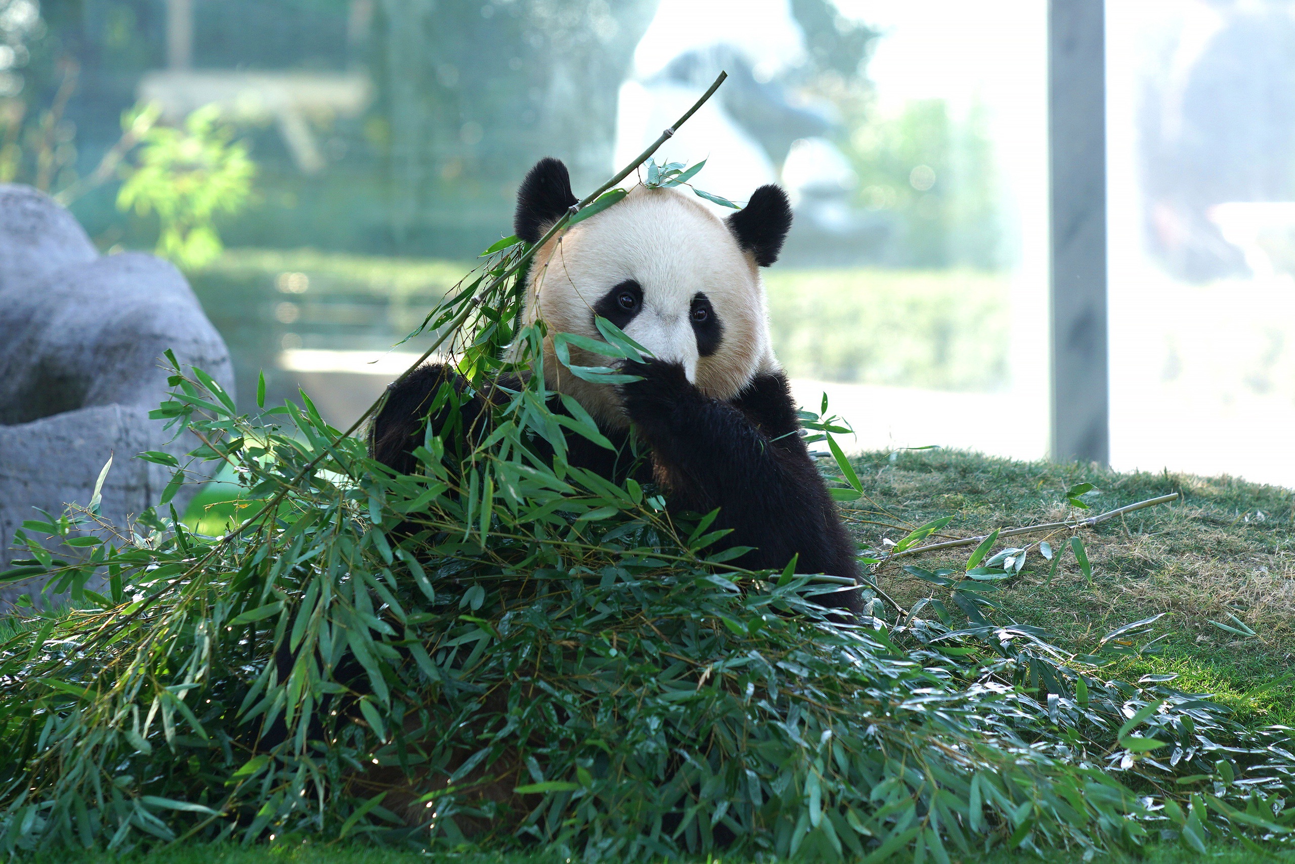 Download mobile wallpaper Animal, Panda for free.