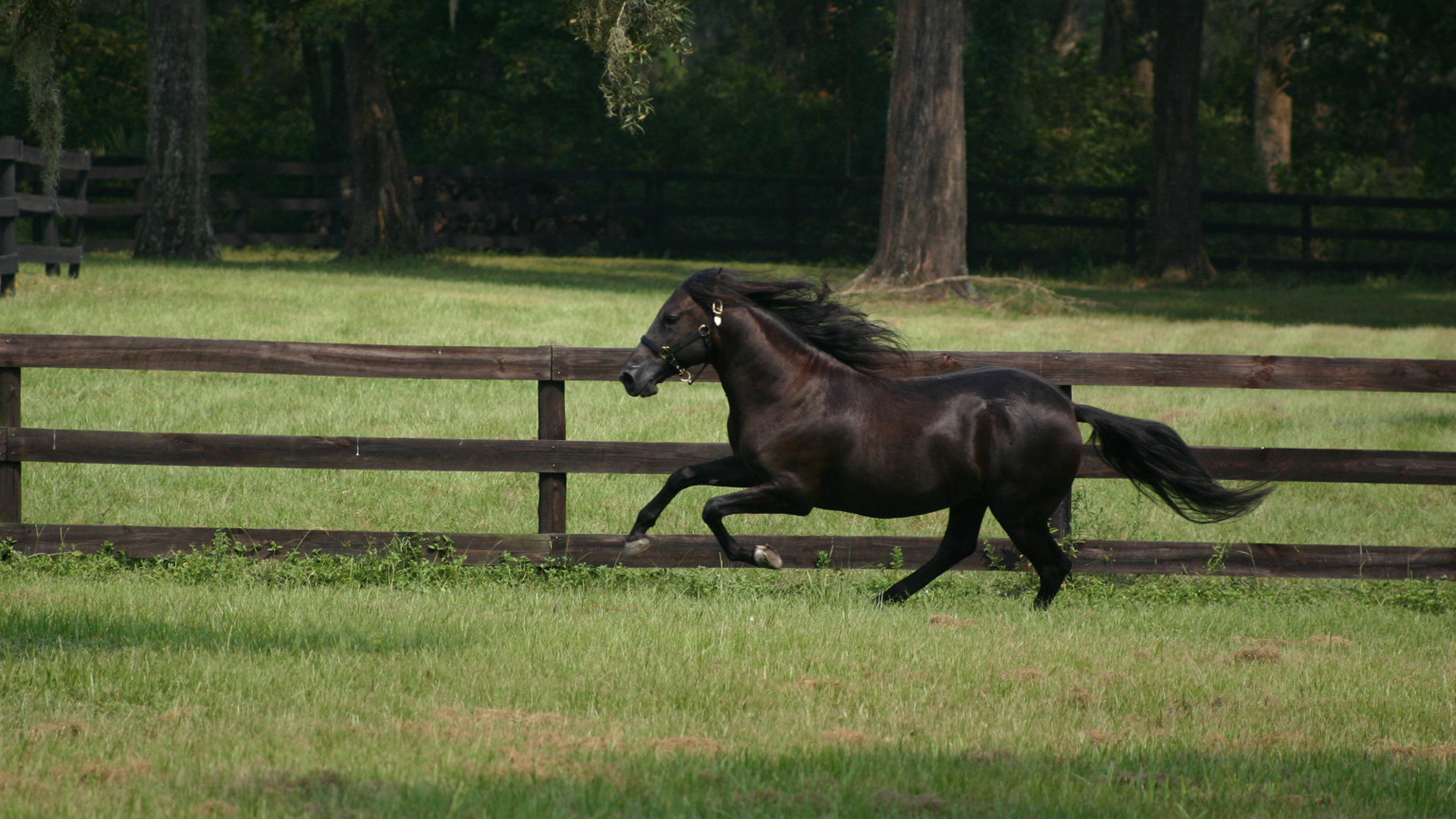 Descarga gratuita de fondo de pantalla para móvil de Animales, Caballo.