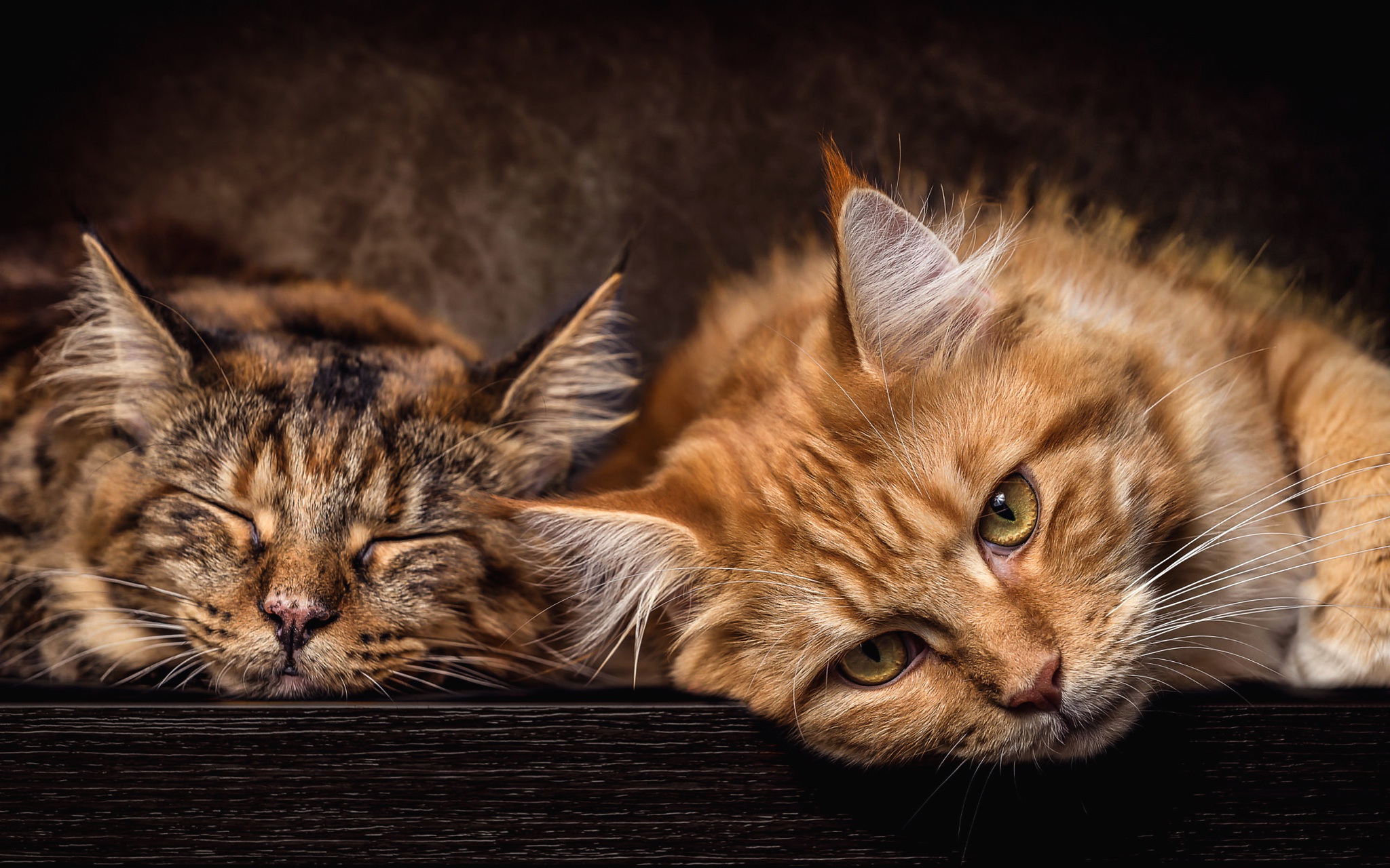 Download mobile wallpaper Cats, Cat, Animal, Sleeping for free.