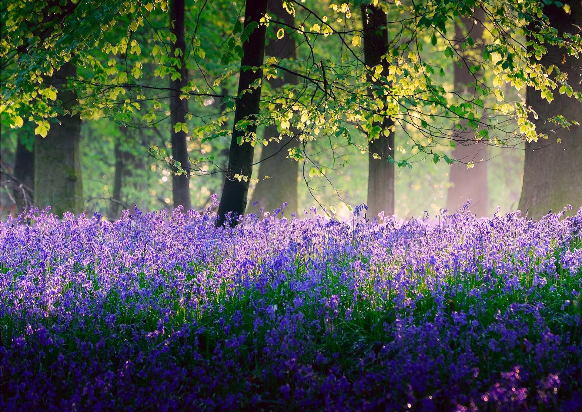 Download mobile wallpaper Flower, Forest, Tree, Earth, Spring, Purple Flower for free.