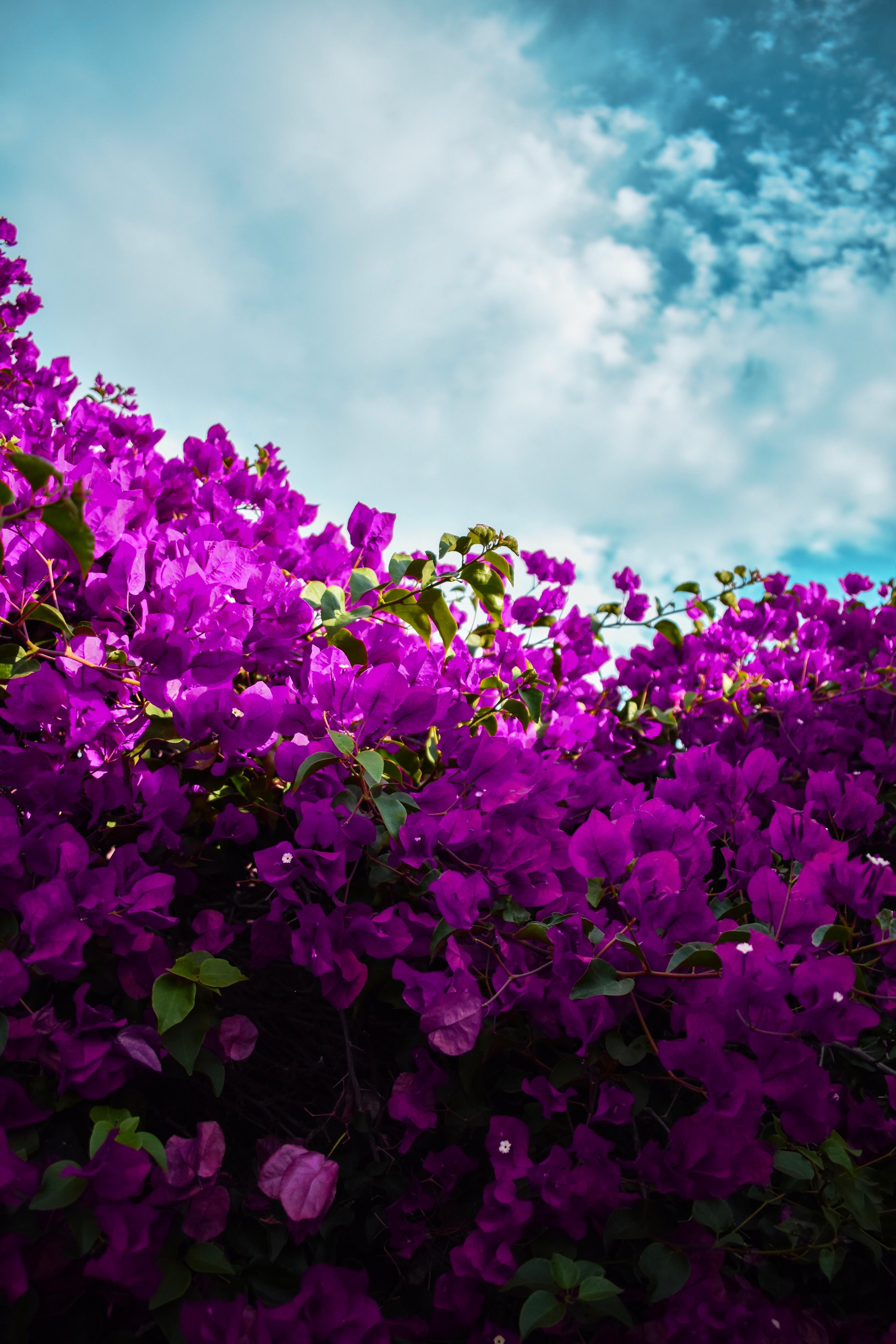 135489 Hintergrundbild herunterladen blühen, blumen, sky, clouds, violett, blühenden, lila, bougainvillea - Bildschirmschoner und Bilder kostenlos