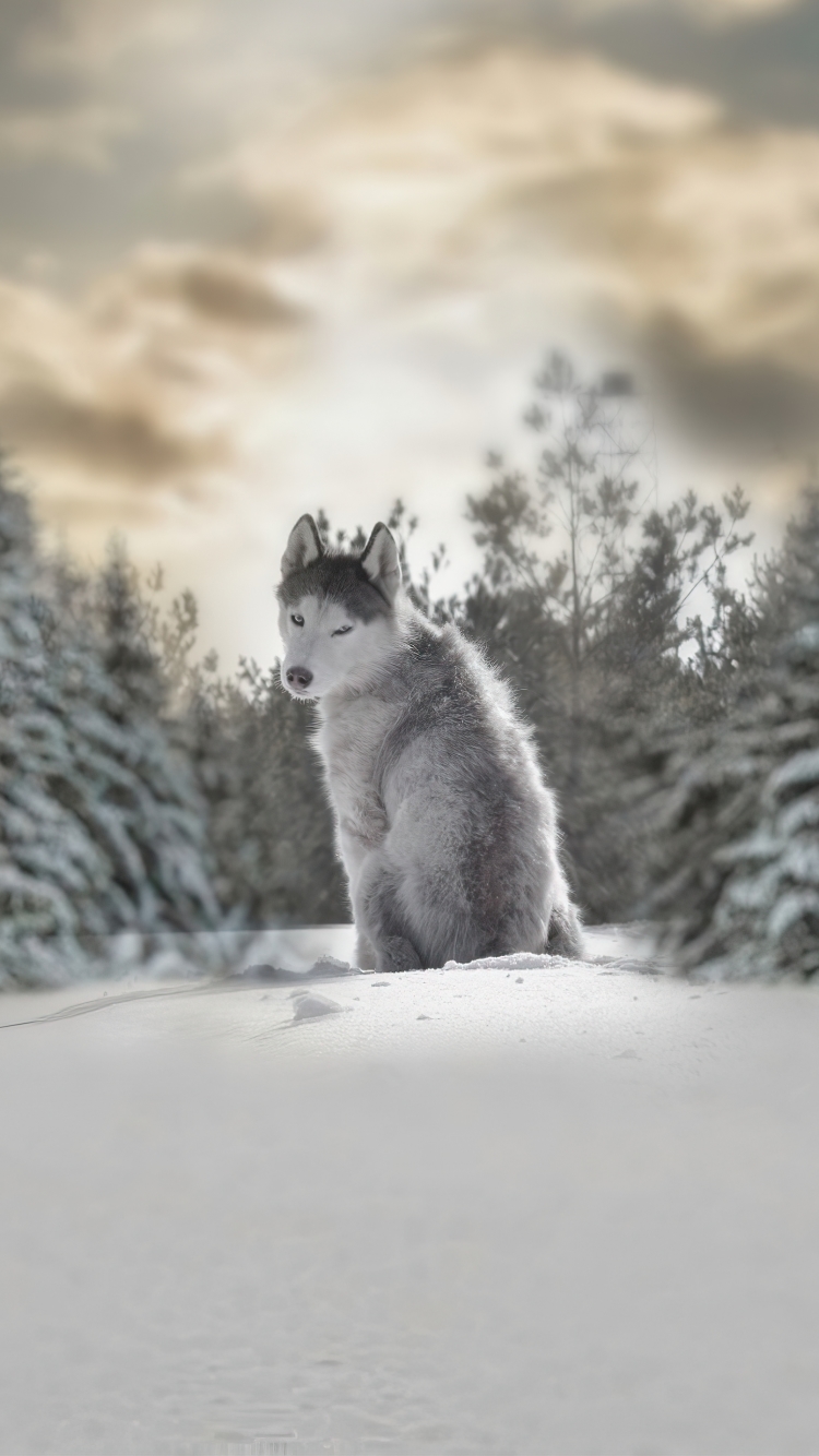 Download mobile wallpaper Winter, Dogs, Animal, Husky, Depth Of Field for free.