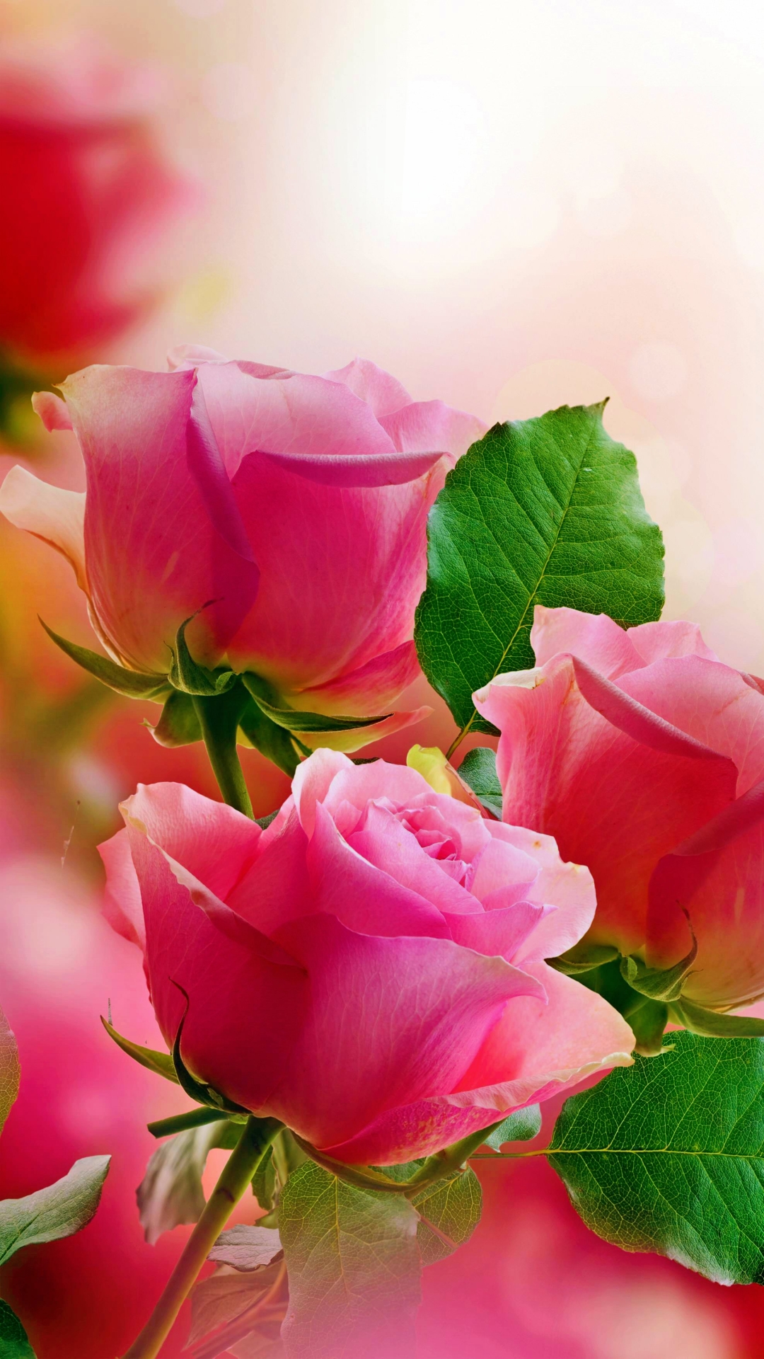 Handy-Wallpaper Blumen, Blume, Rose, Pastell, Erde/natur, Pinke Rose kostenlos herunterladen.