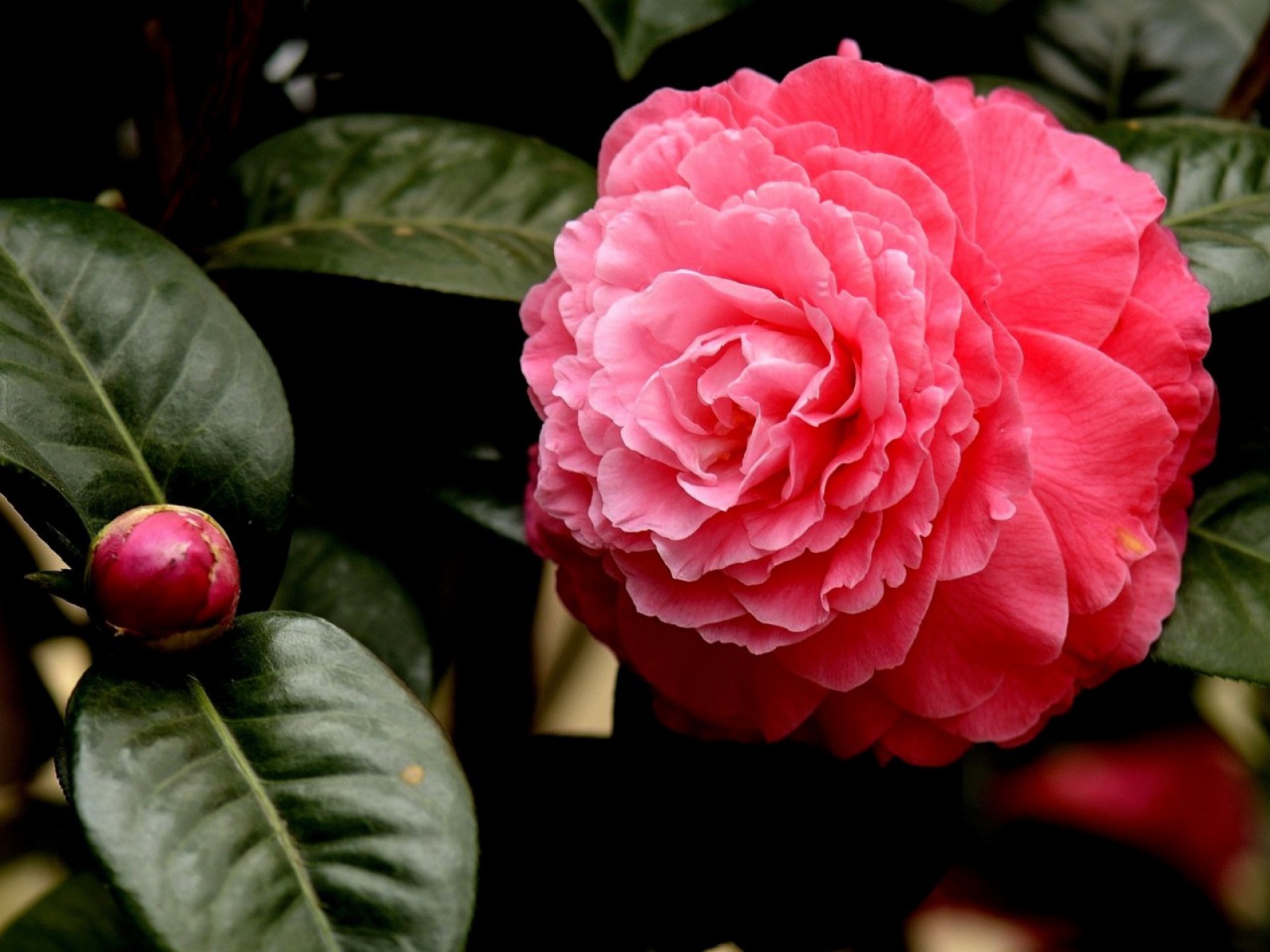 earth, camellia, flower, nature, pink flower, flowers