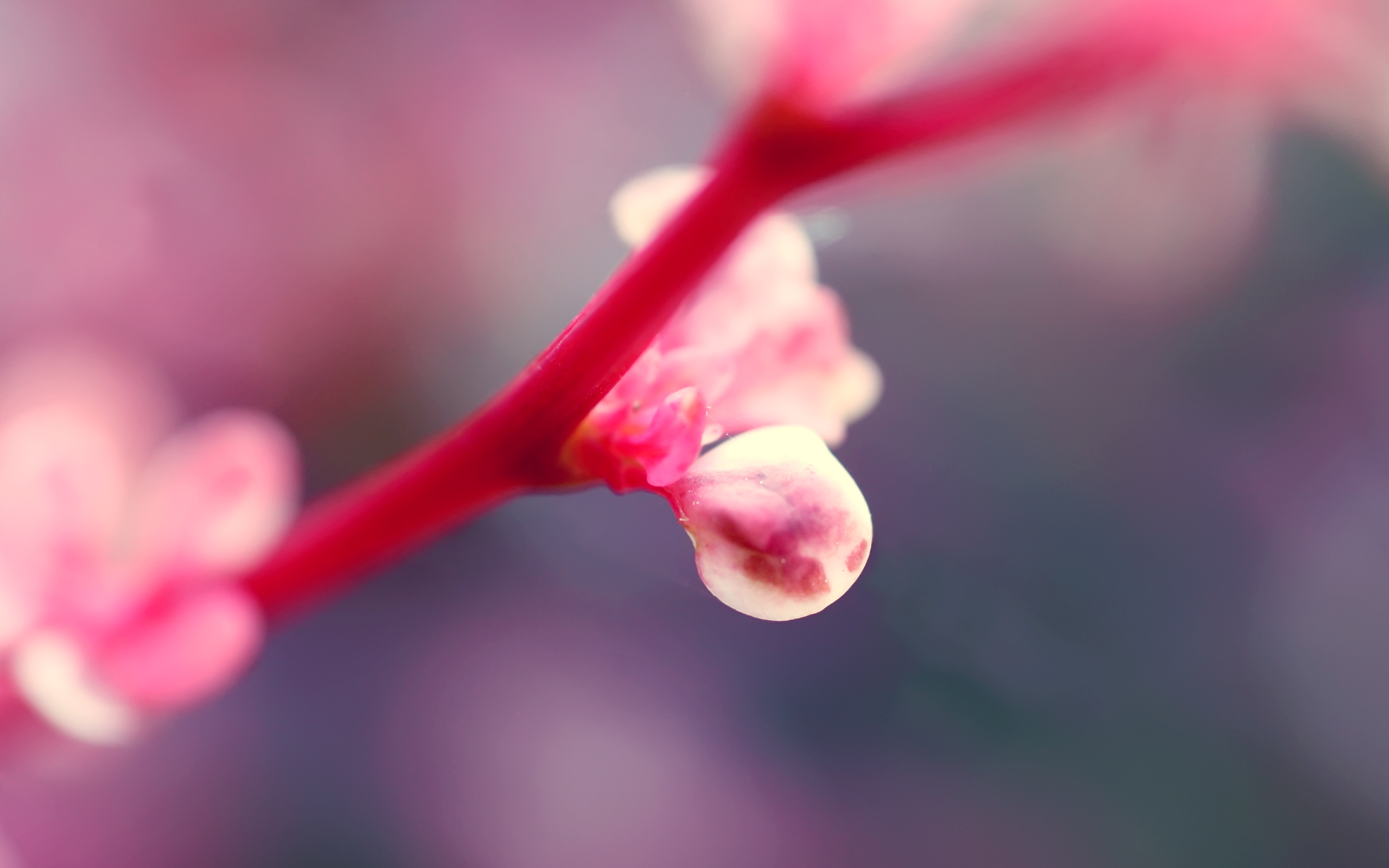 Flowers  Lock Screen