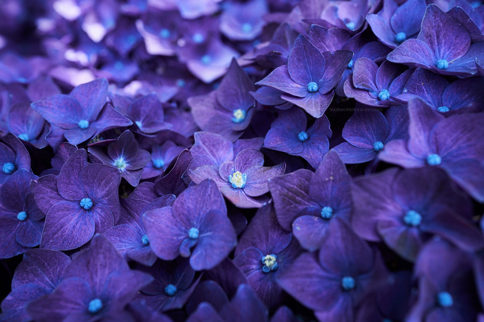 Laden Sie das Blumen, Blume, Nahansicht, Hortensien, Lila Blume, Erde/natur-Bild kostenlos auf Ihren PC-Desktop herunter