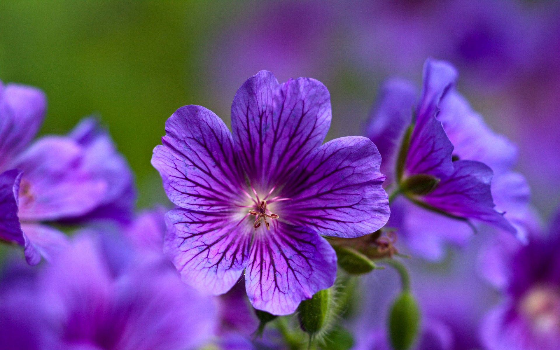 Download background violet, flowers, macro, petals, close up