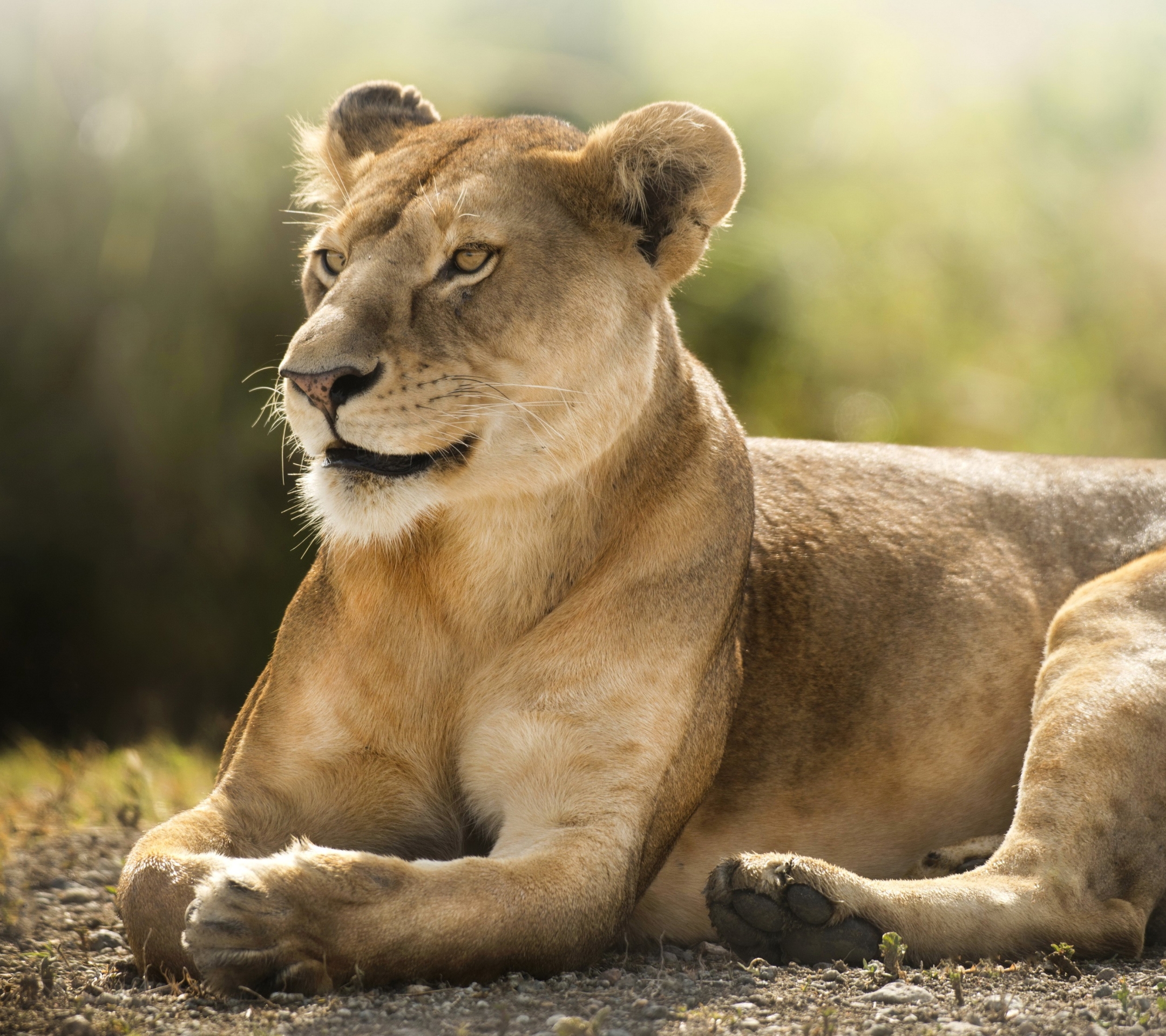 1126395 descargar imagen animales, león, leona, gatos: fondos de pantalla y protectores de pantalla gratis