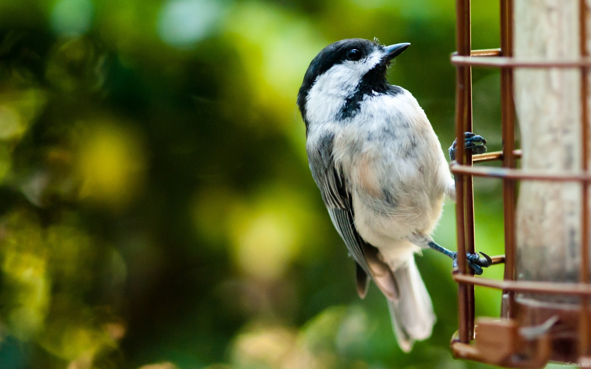 Baixar papel de parede para celular de Pássaro, Aves, Animais gratuito.