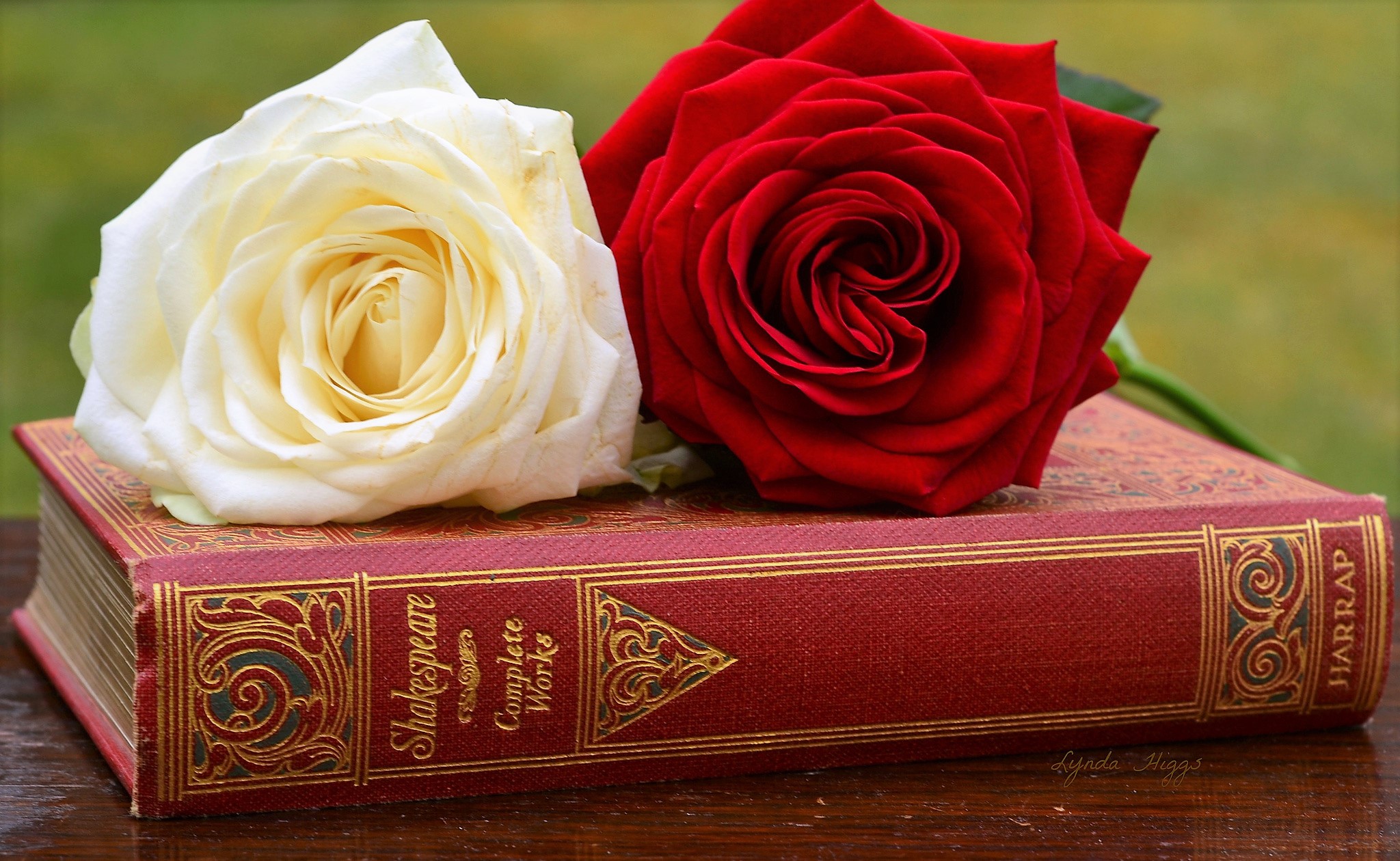 883572 скачать обои фотографии, натюрморт, книга, цветок, красная роза, роза, белая роза - заставки и картинки бесплатно