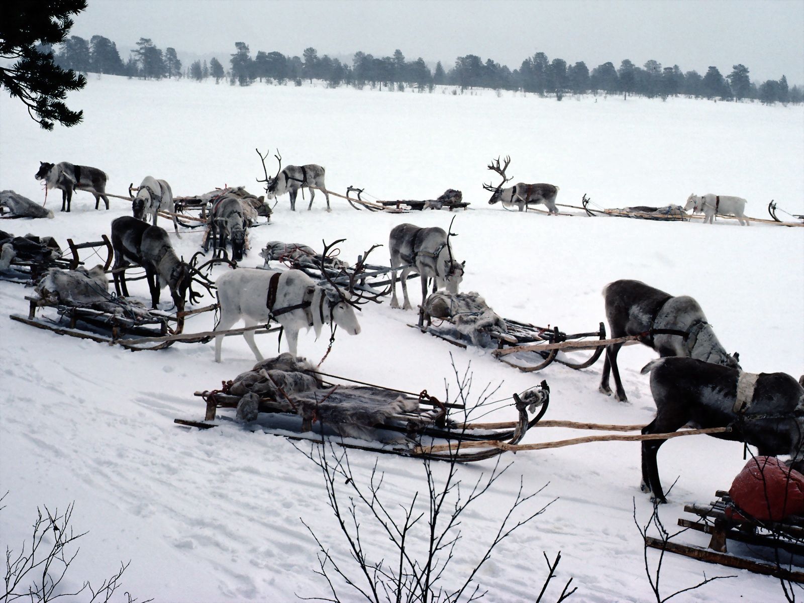 transport, nature, snow, deers, team, sleigh, sledge, north pole