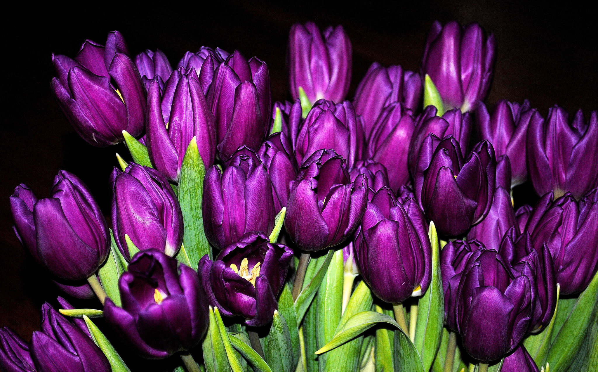 Download mobile wallpaper Flowers, Bud, Bouquet, Earth, Tulip, Purple Flower for free.