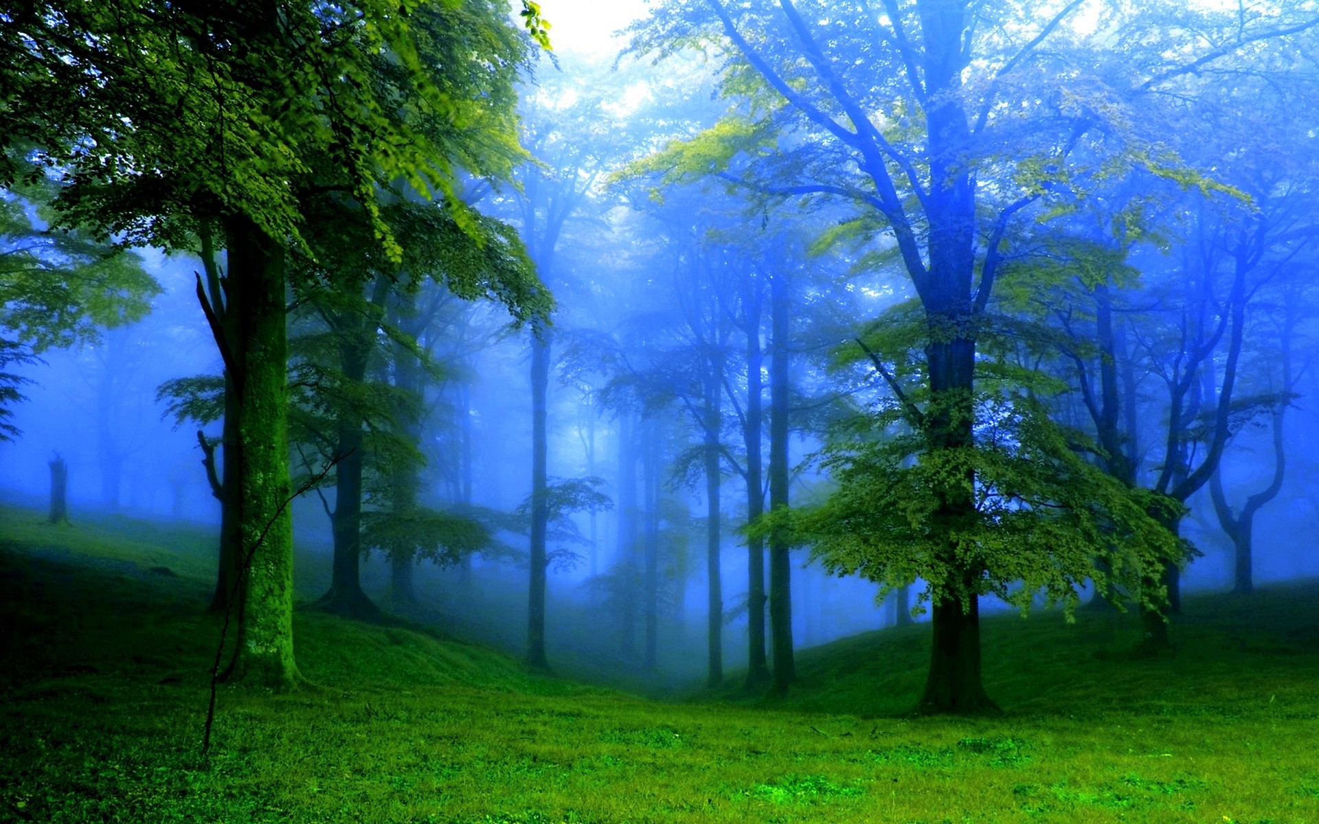 Скачать картинку Лес, Туман, Зеленый, Земля/природа в телефон бесплатно.
