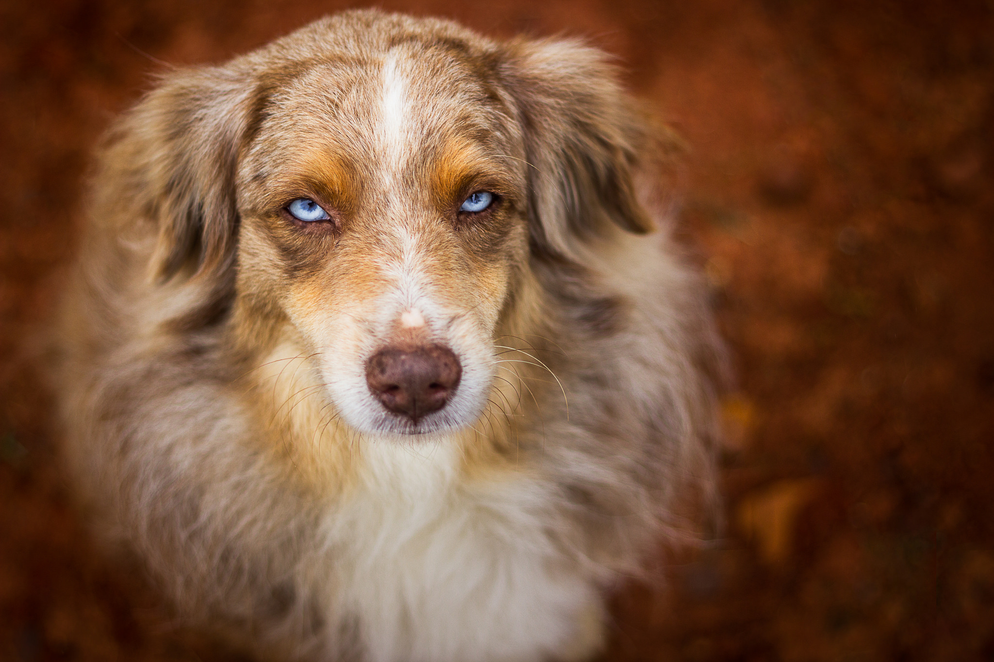 Baixar papel de parede para celular de Animais, Cães, Cão, Focinho, Pastor Australiano, Olhar Fixamente gratuito.