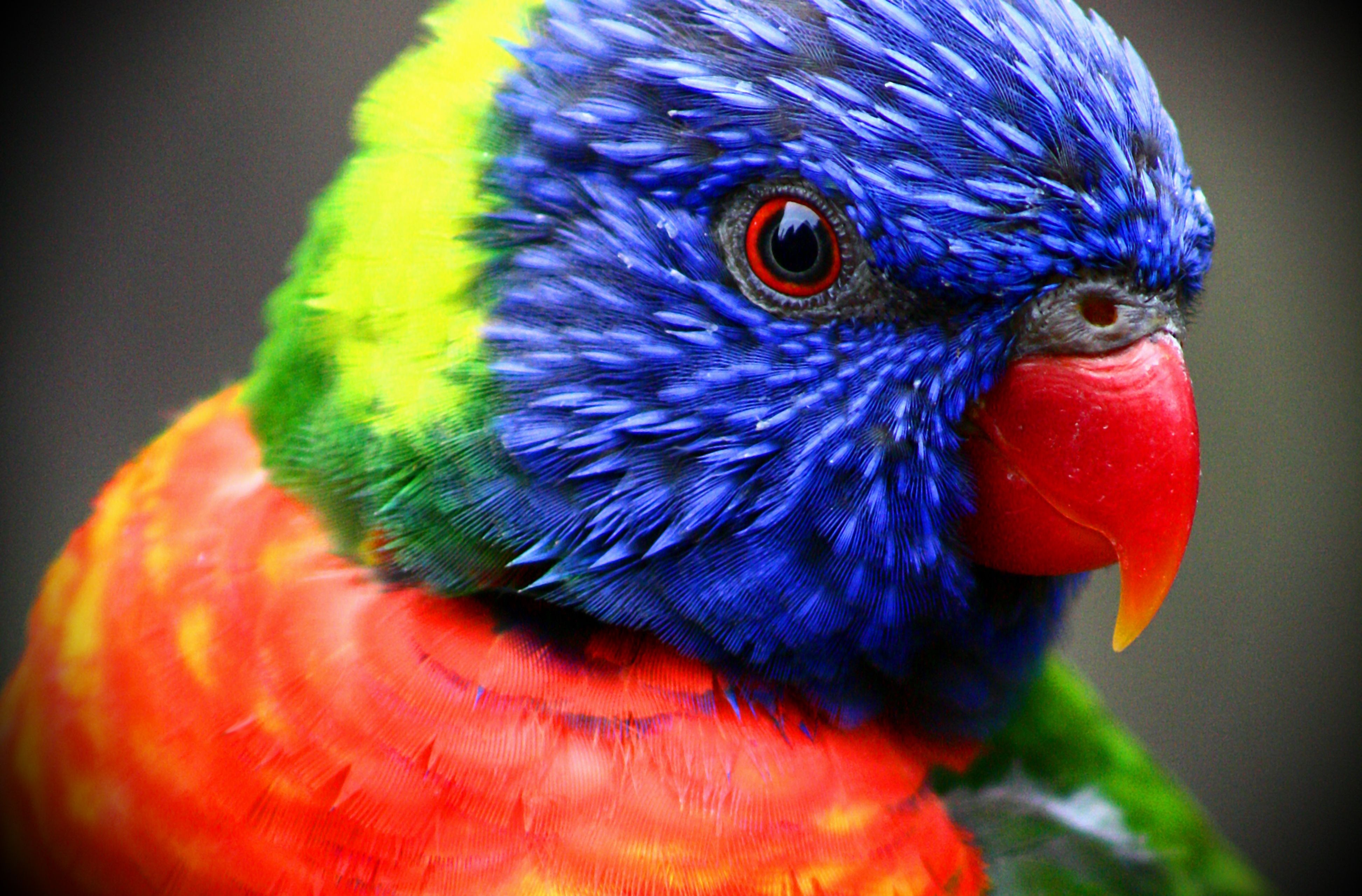 168306 descargar fondo de pantalla animales, loro arcoiris, aves: protectores de pantalla e imágenes gratis