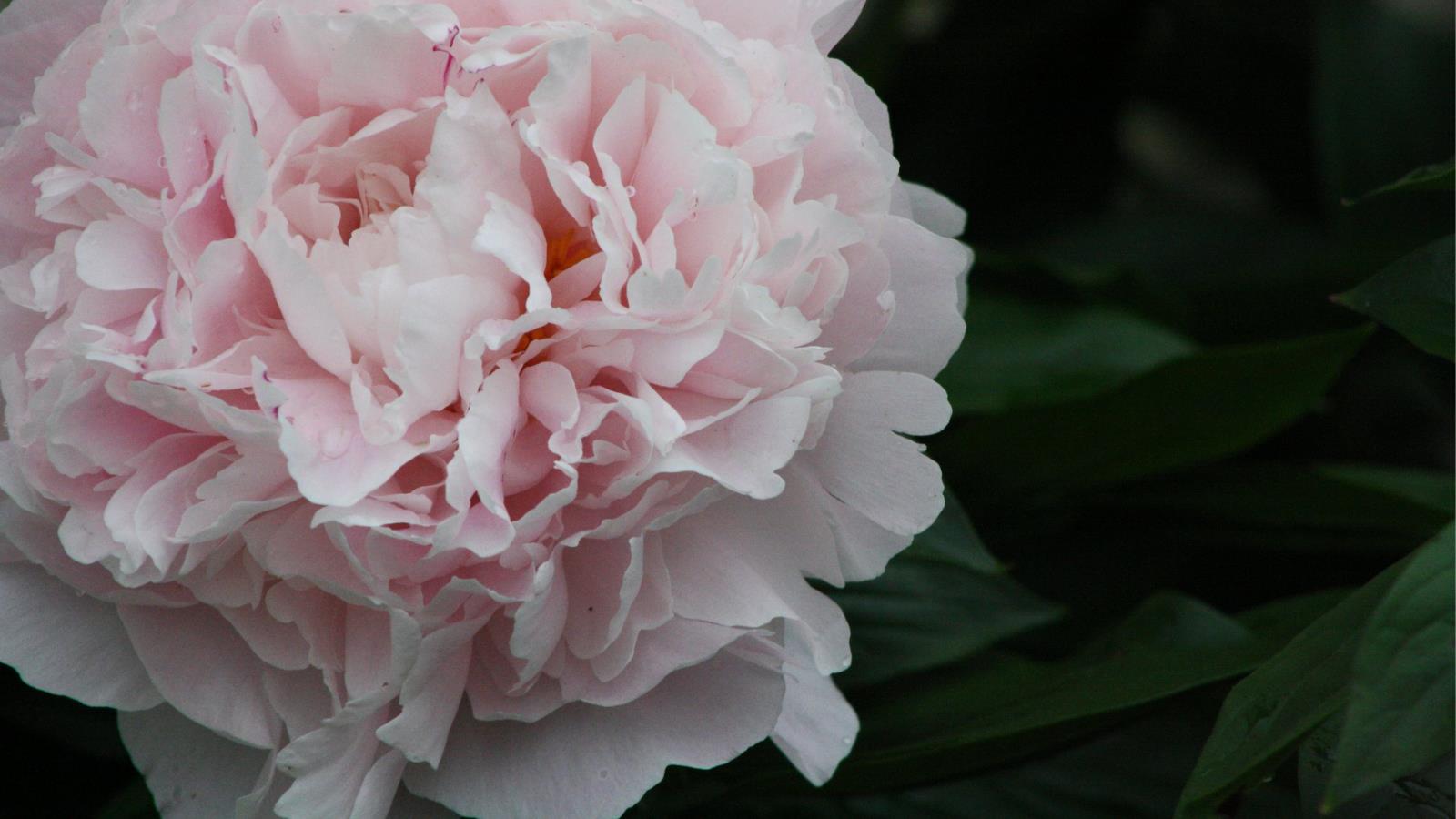 Téléchargez gratuitement l'image Fleurs, Fleur, Terre/nature, Fleur Rose sur le bureau de votre PC