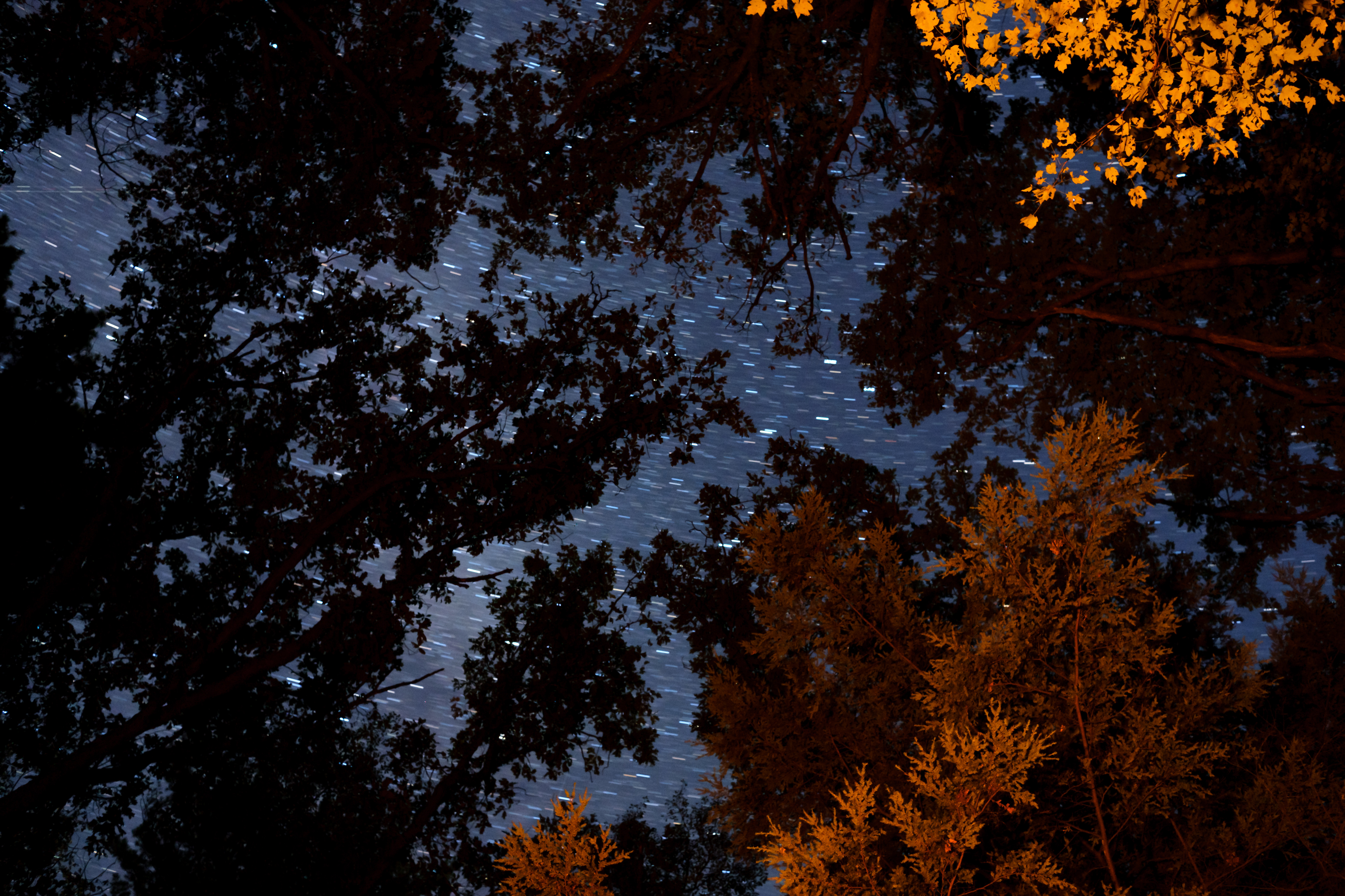 Download mobile wallpaper Trees, Branches, Nature, Smooth, Stars, Starry Sky, Blur for free.