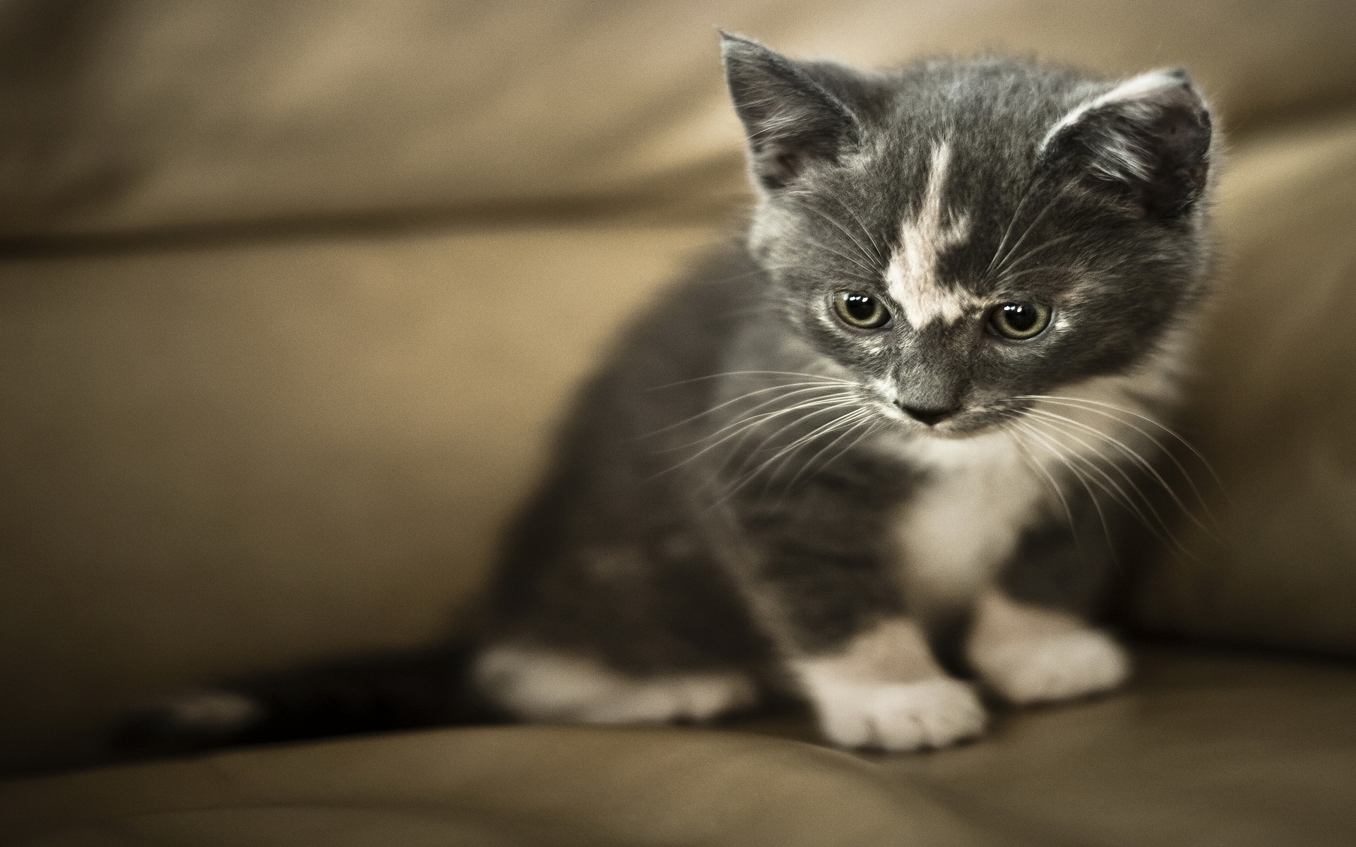 Handy-Wallpaper Tiere, Katzen, Katze kostenlos herunterladen.