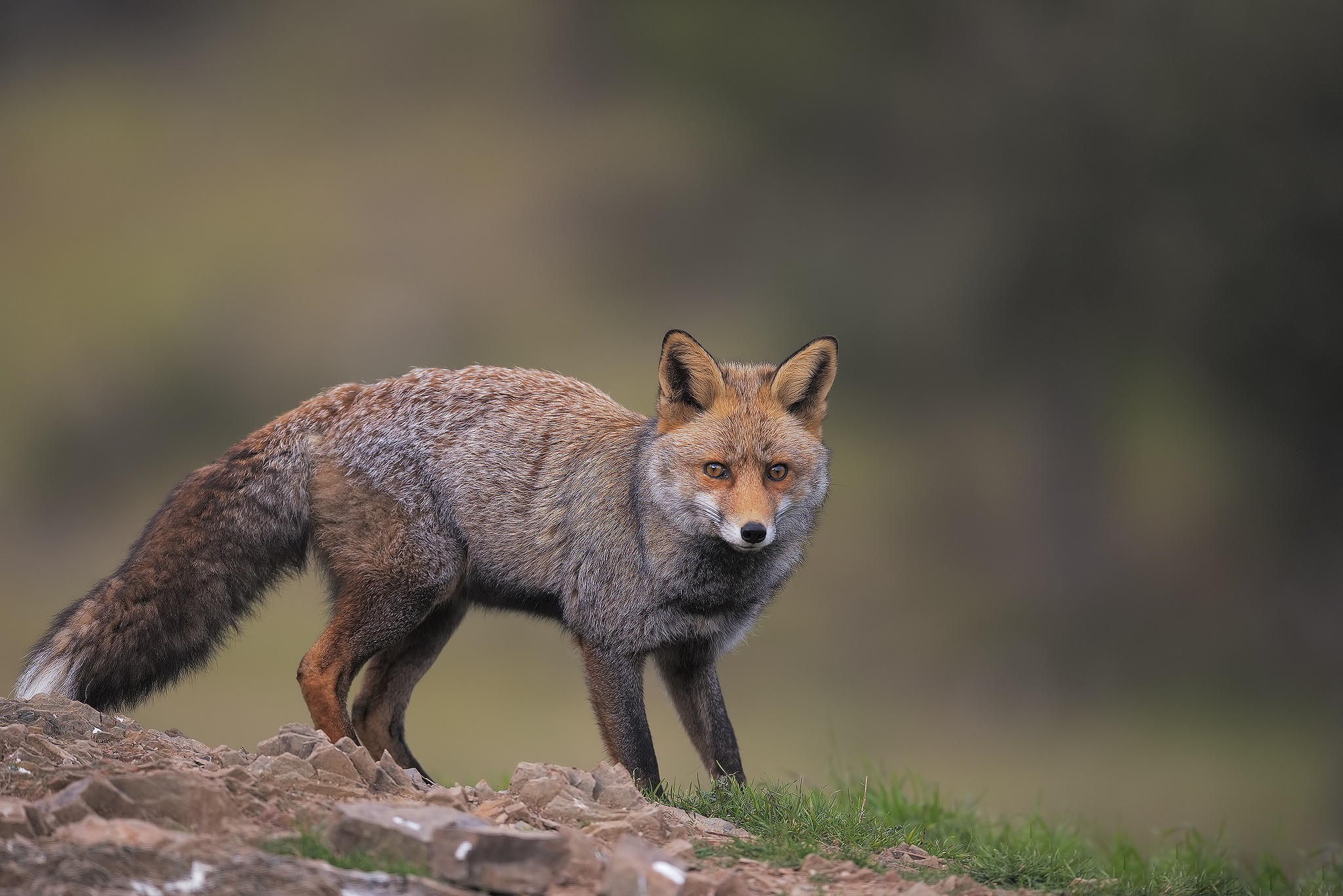 無料モバイル壁紙動物, 狐, 被写界深度をダウンロードします。