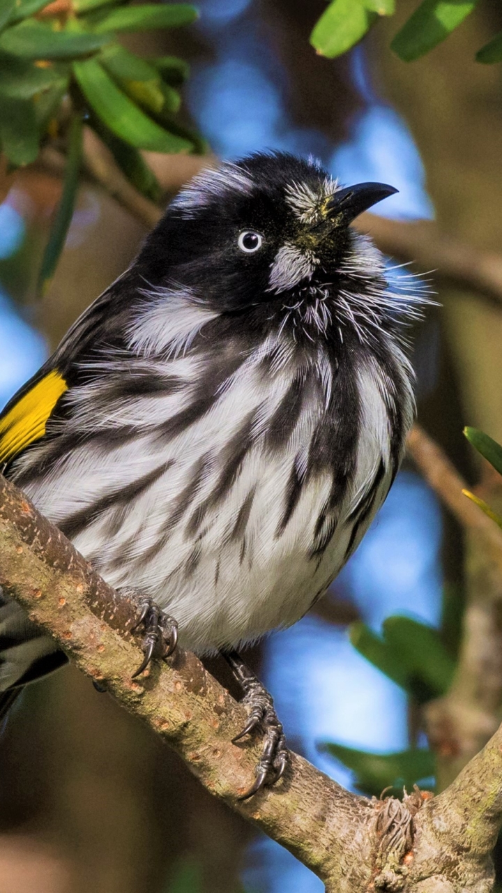 Handy-Wallpaper Tiere, Vögel, Vogel, Ast, Zweig kostenlos herunterladen.